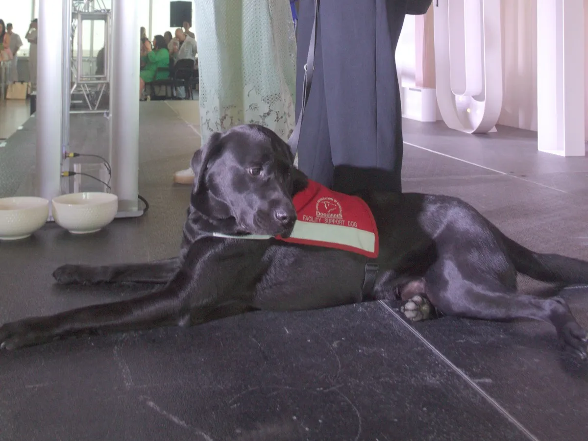 Zebra Centre welcomes Nitro, latest trauma-support dog