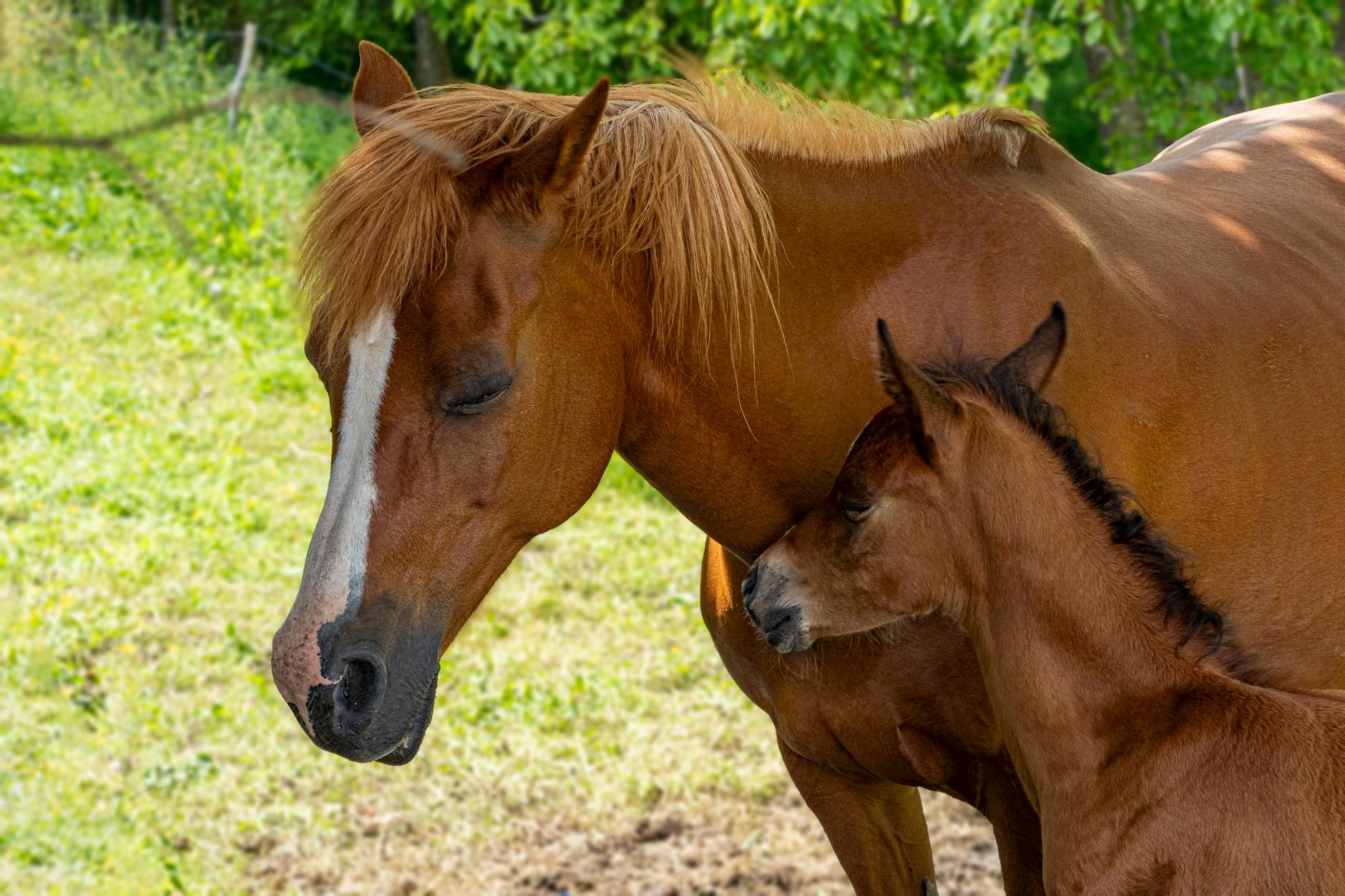 RCMP investigating shooting death of foal in Kananaskis