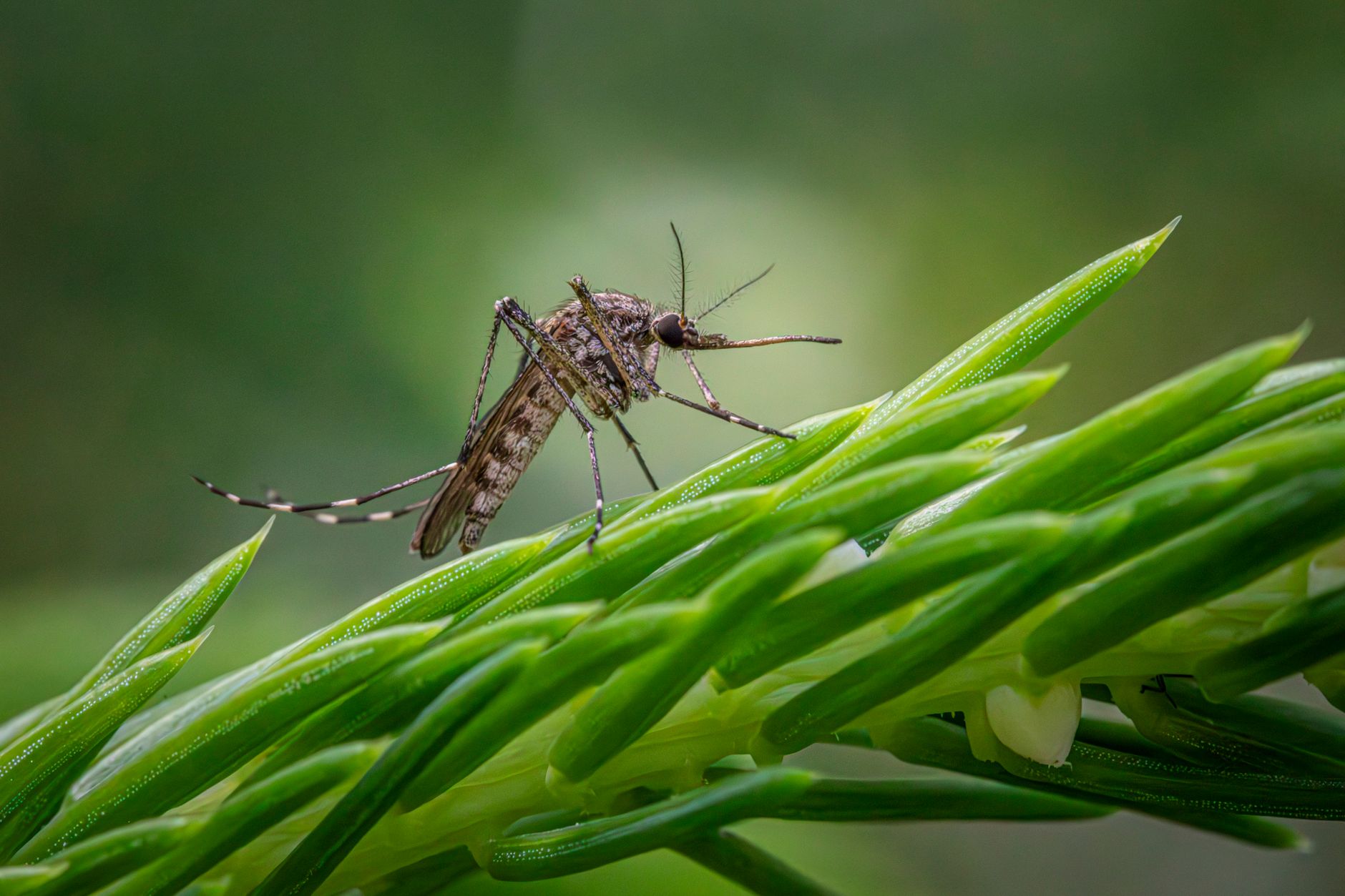 Calgary mosquito numbers low now, but could spike in July heat