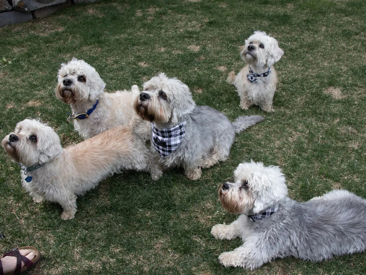 Rare Dandie Dinmont terriers parade at Hawrelak Park on World Dandie Day