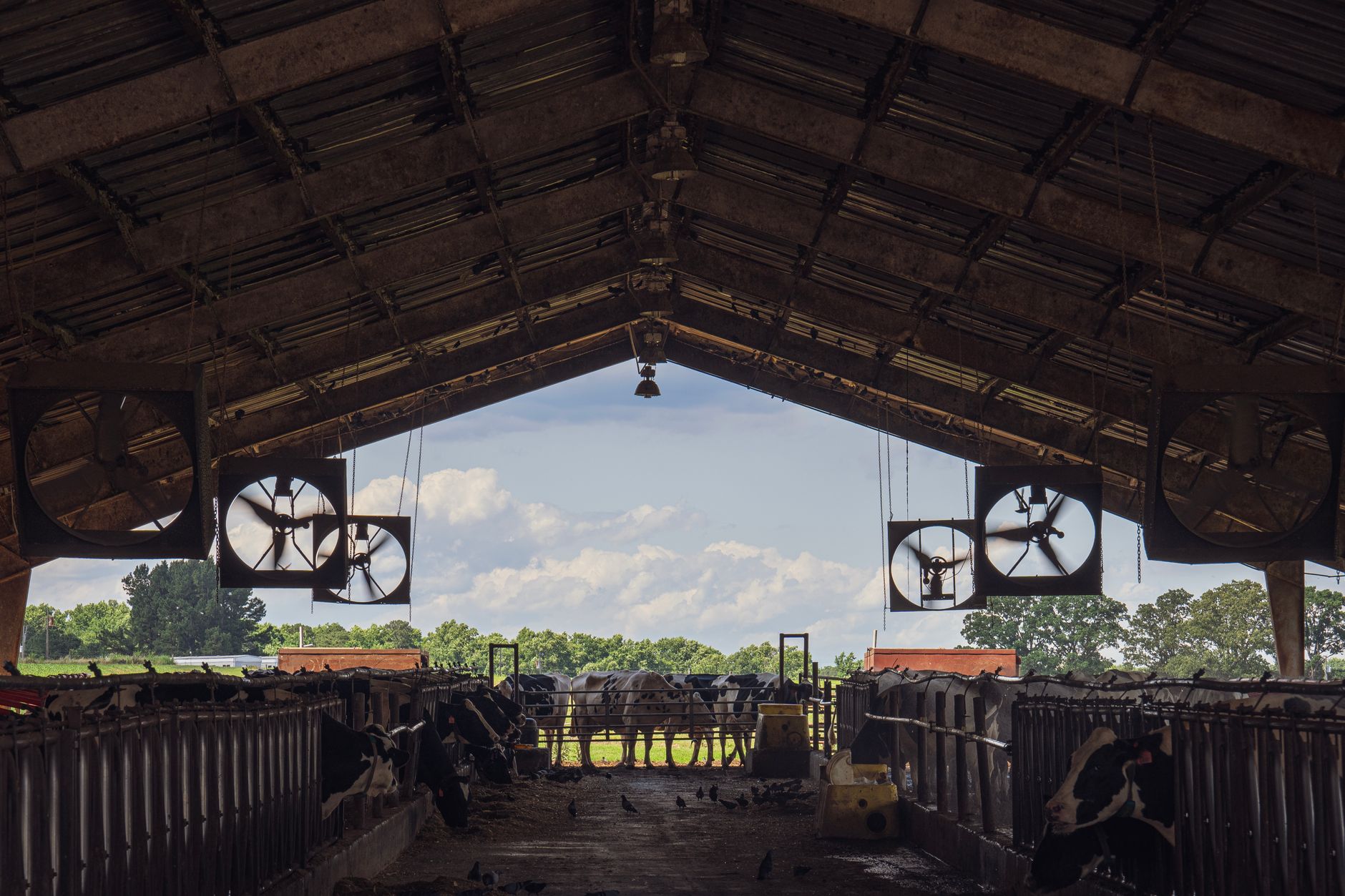 Intruder shut off barn ventilation fans, killing 10,000 chickens near Lunenburg, Nova Scotia