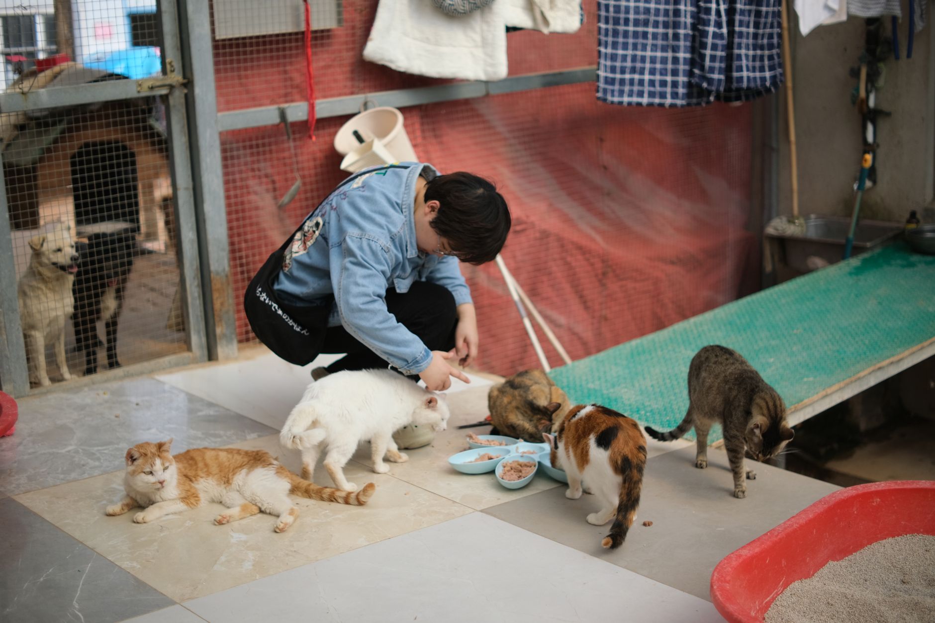 Ottawa Humane Society seeks pet food donations for emergency bank