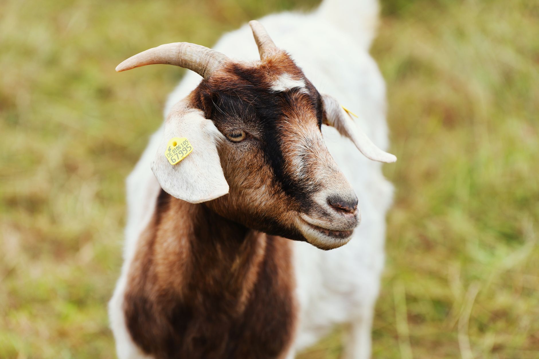 Hundreds of goats return to Nose Hill Park to restore native prairie