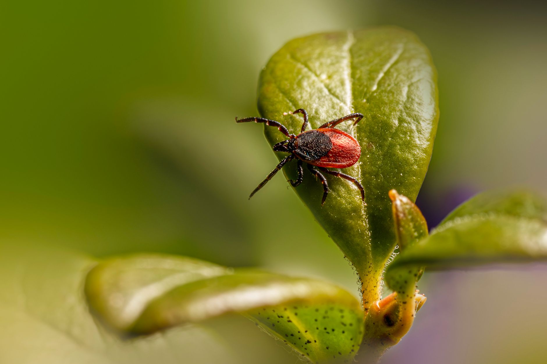 Tick-borne anaplasmosis rising in eastern Canada as doctors urge screening awareness