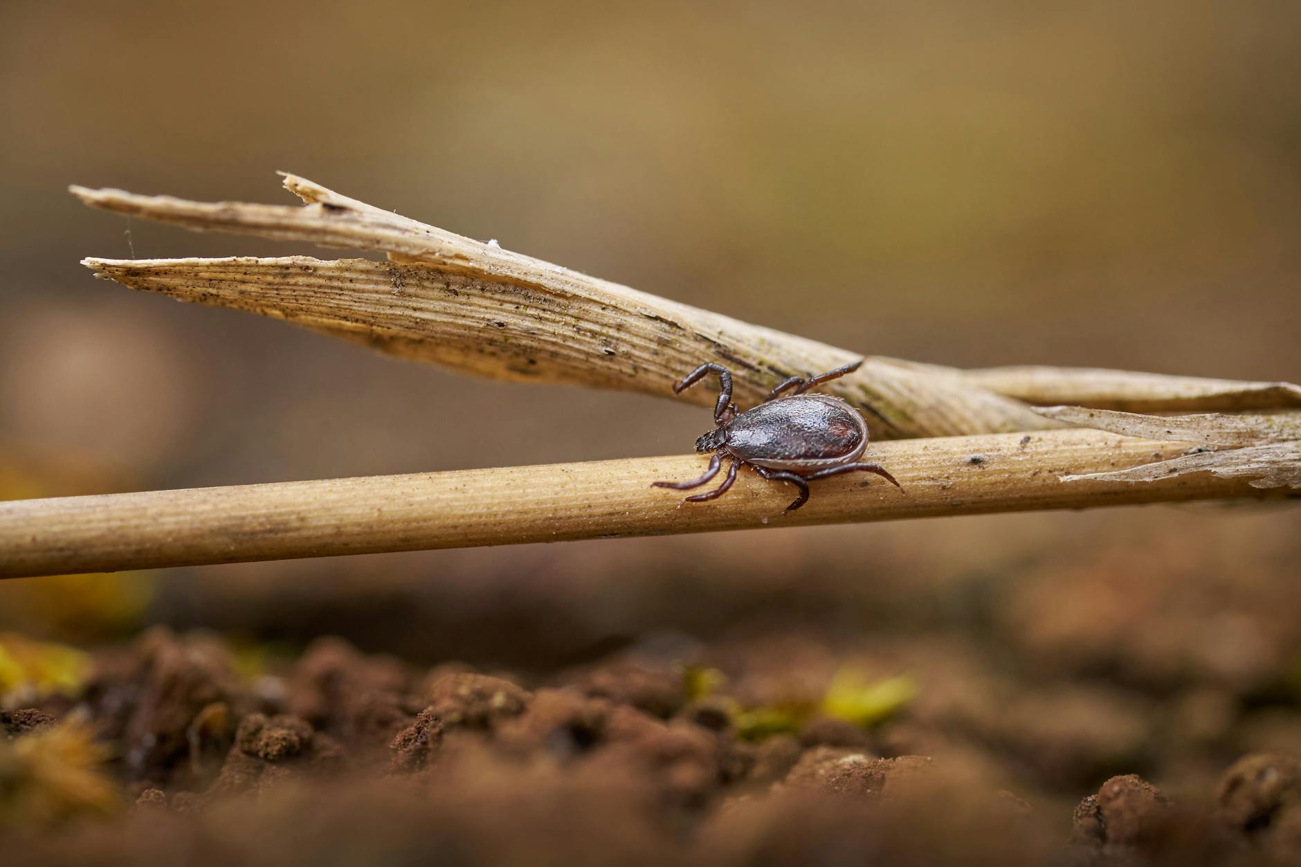 Screwworm precautions urged as parasite returns to U.S.