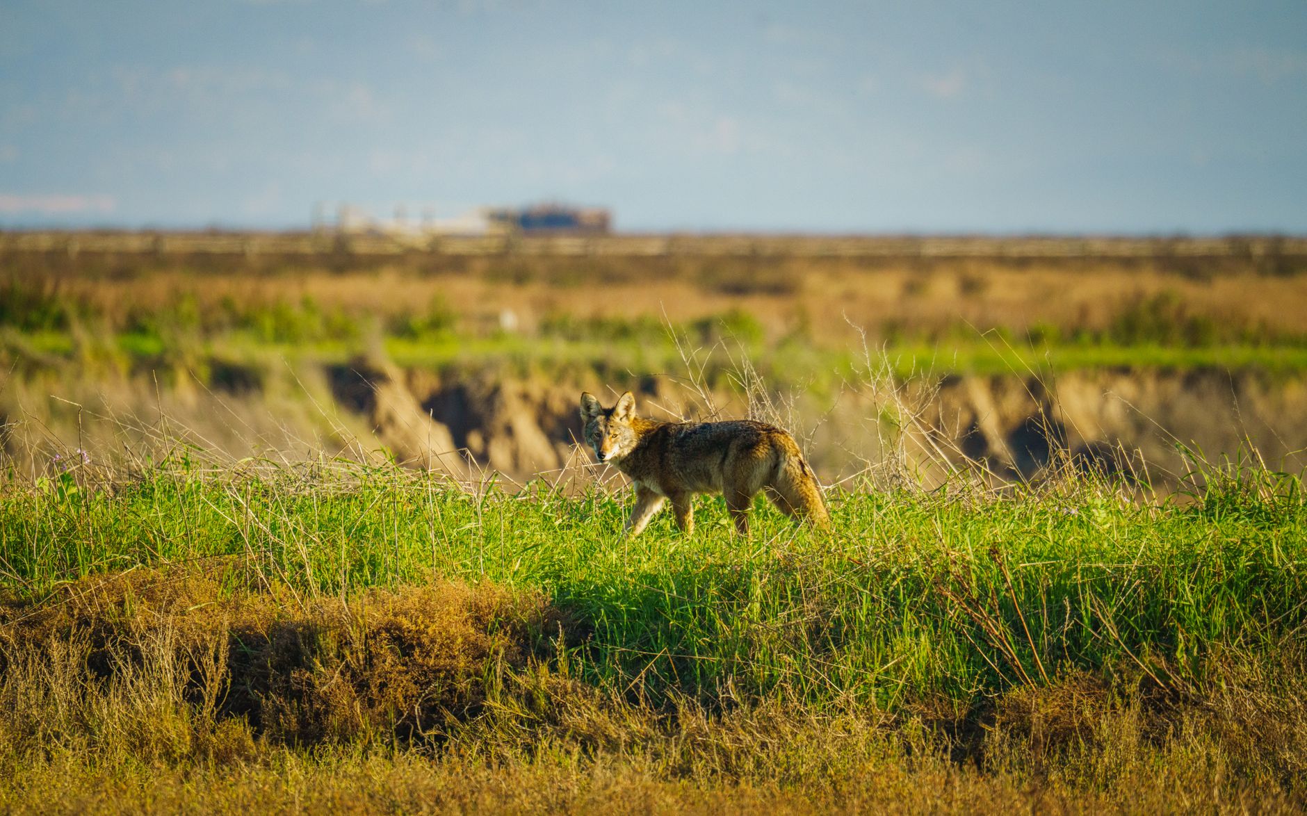 Coyotes, unhoused people sharing river valley creates health crisis, study warns