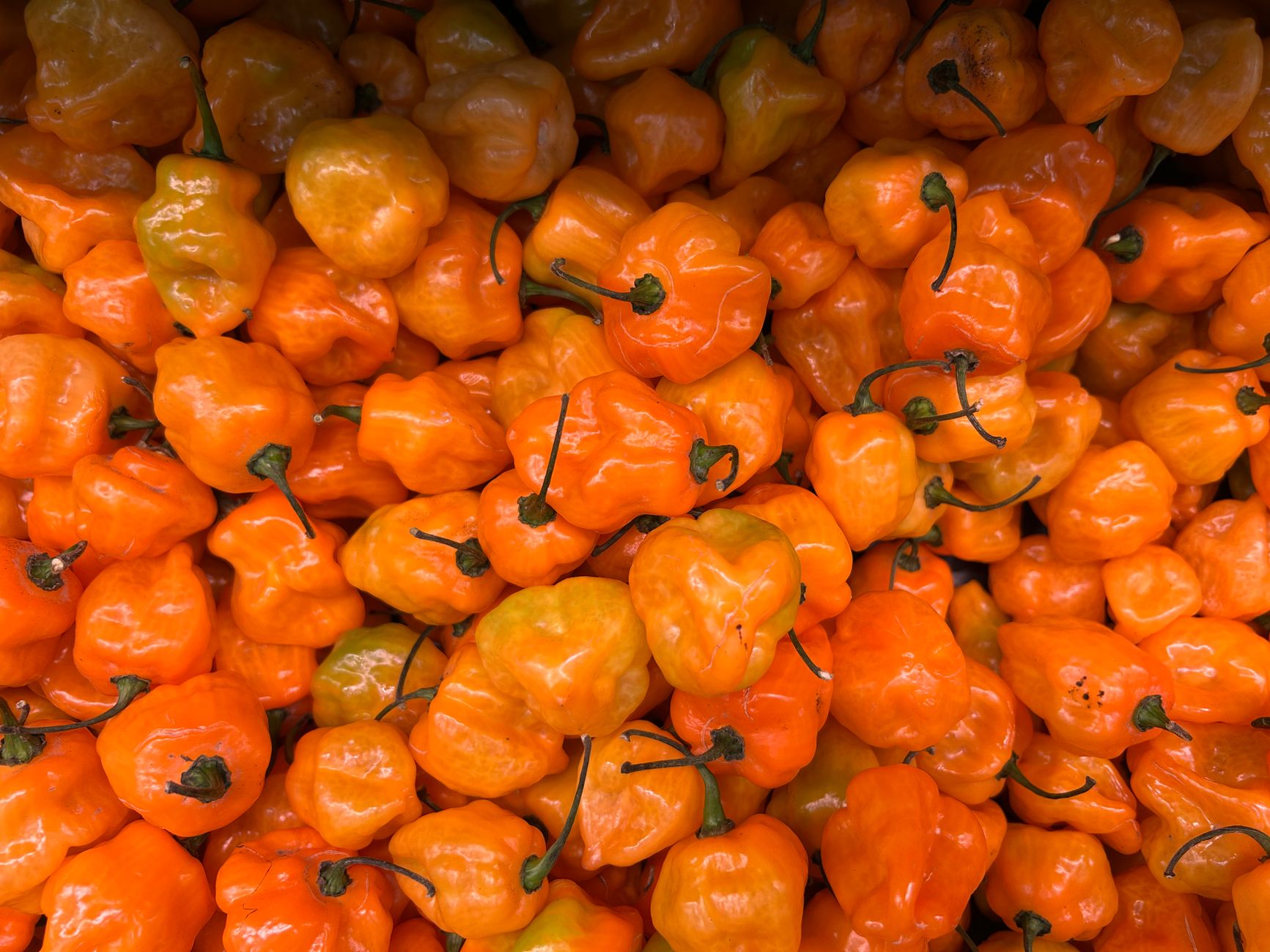 Scotch bonnet shortage drives up hot sauce costs across Toronto