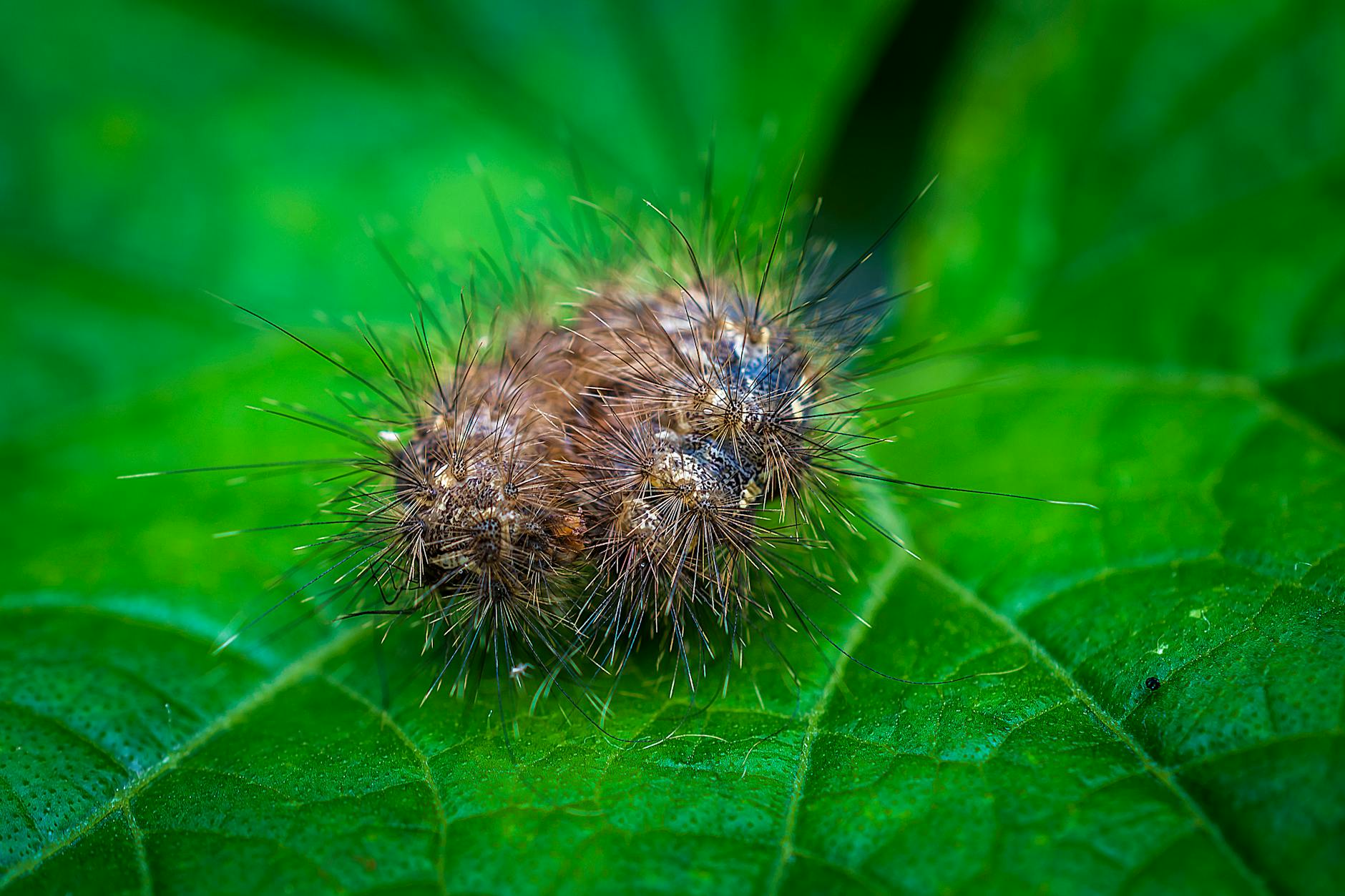Forest tent caterpillars blanket Alberta