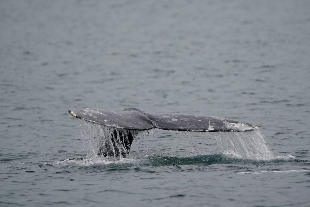 Ten grey whales found dead off B.C. coast this year