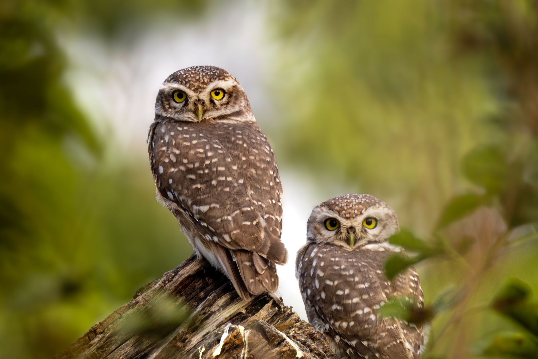 B.C. government logs critical spotted owl habitat despite recovery plans