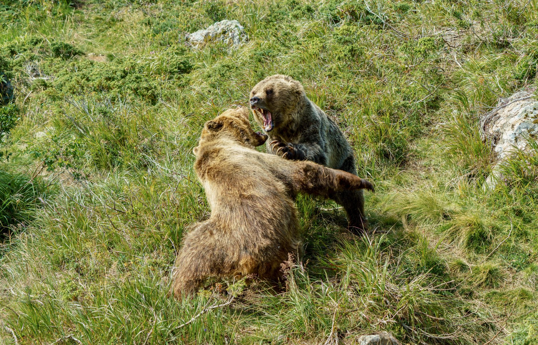 Four grizzly bears killed through Alberta's problem wildlife program