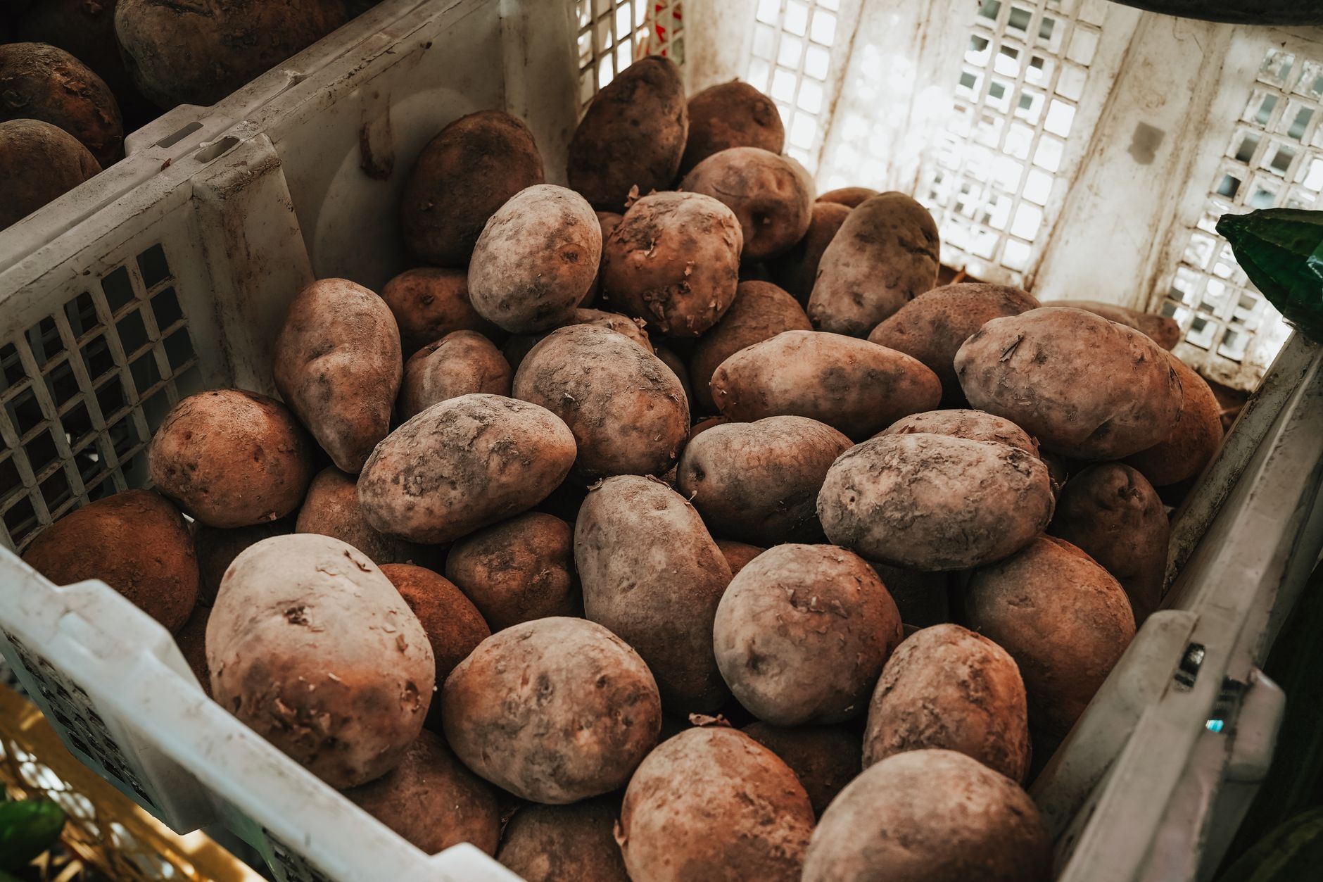 Surrey's Ugly Potato Day returning to Cloverdale Fairgrounds on Aug. 8 with 20,000-plus expected
