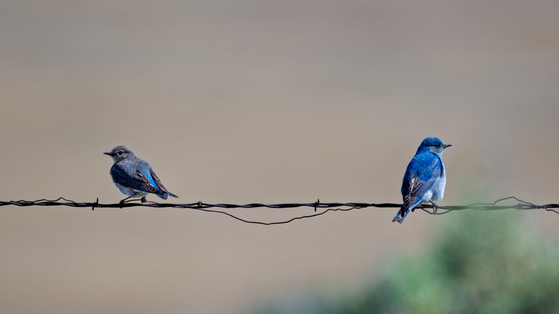 Mountain bluebirds down 60 per cent since 1970 as Alberta conservation effort expands