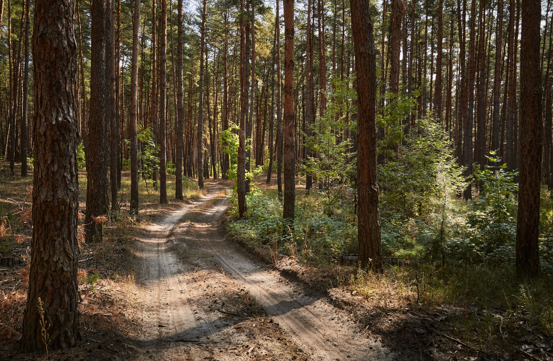 Quebec launches forestry partnership with Atikamekw Nation on shared land management
