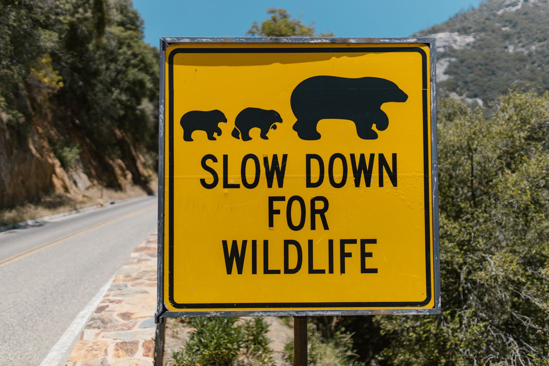 Parks Canada warns of increased bear activity in Jasper as berry season peaks