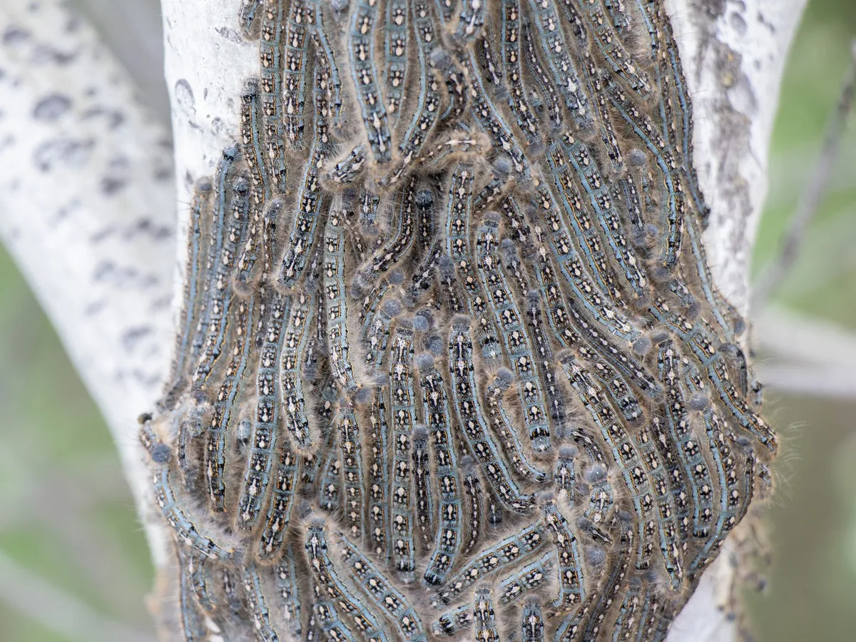 Forest tent caterpillars invading Edmonton tree canopy in record numbers
