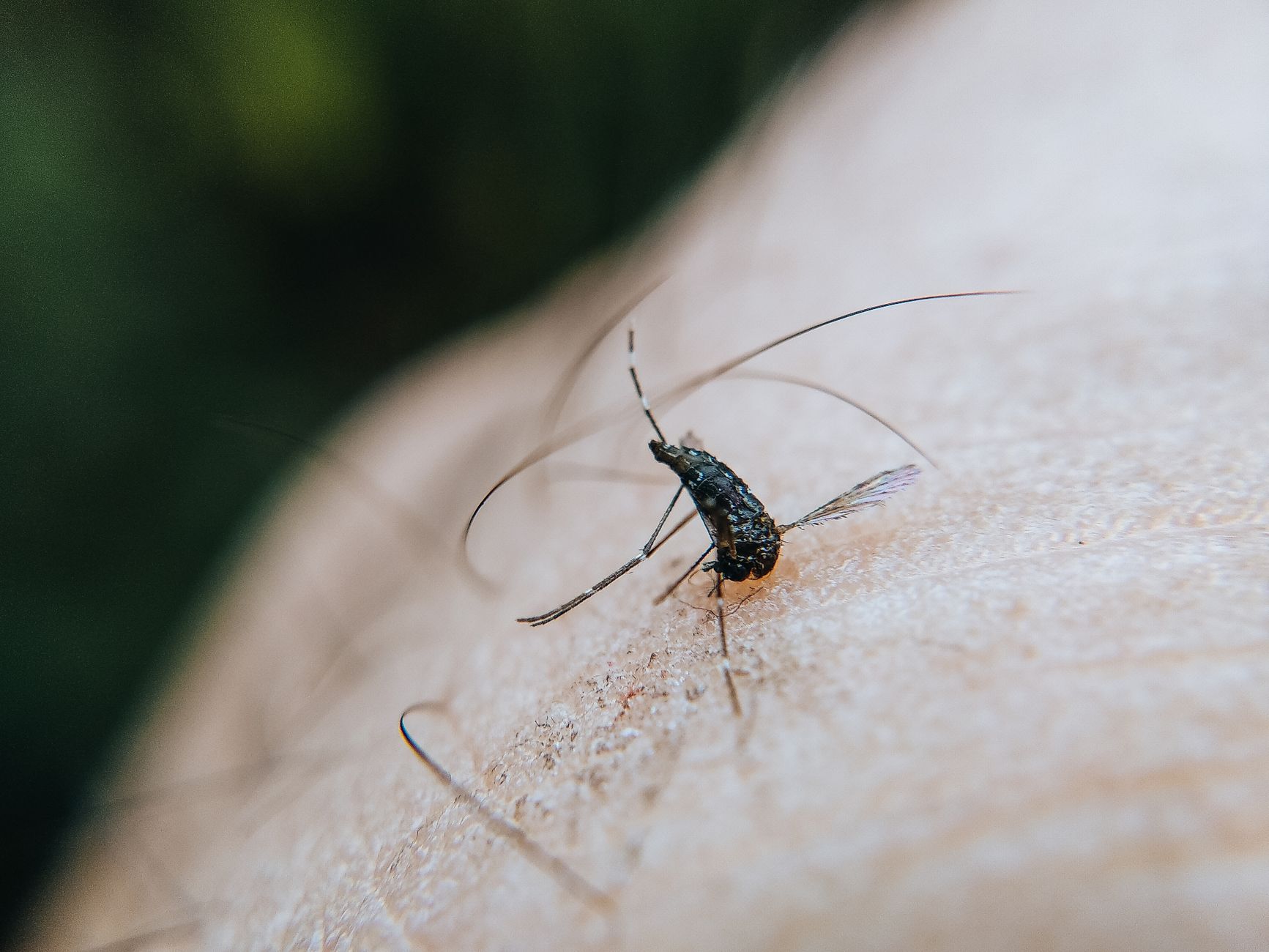 West Nile virus detected in Markham mosquito traps; York Region urges precautions