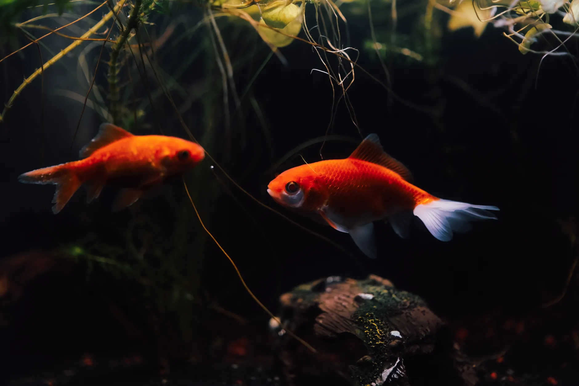 Province reminds Albertans not to release pet fish into waterways as goldfish threaten ecosystems