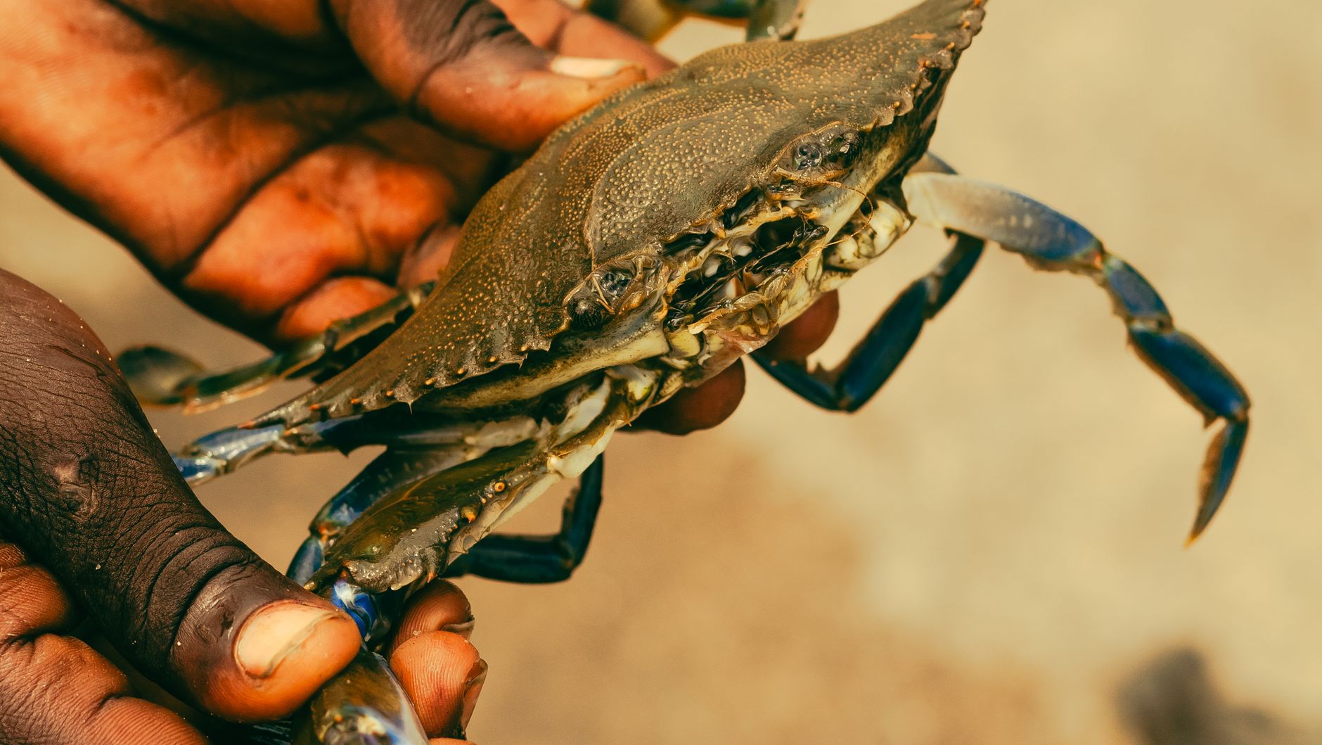 Fringe review: Crabs! The Musical commits fully to absurdity