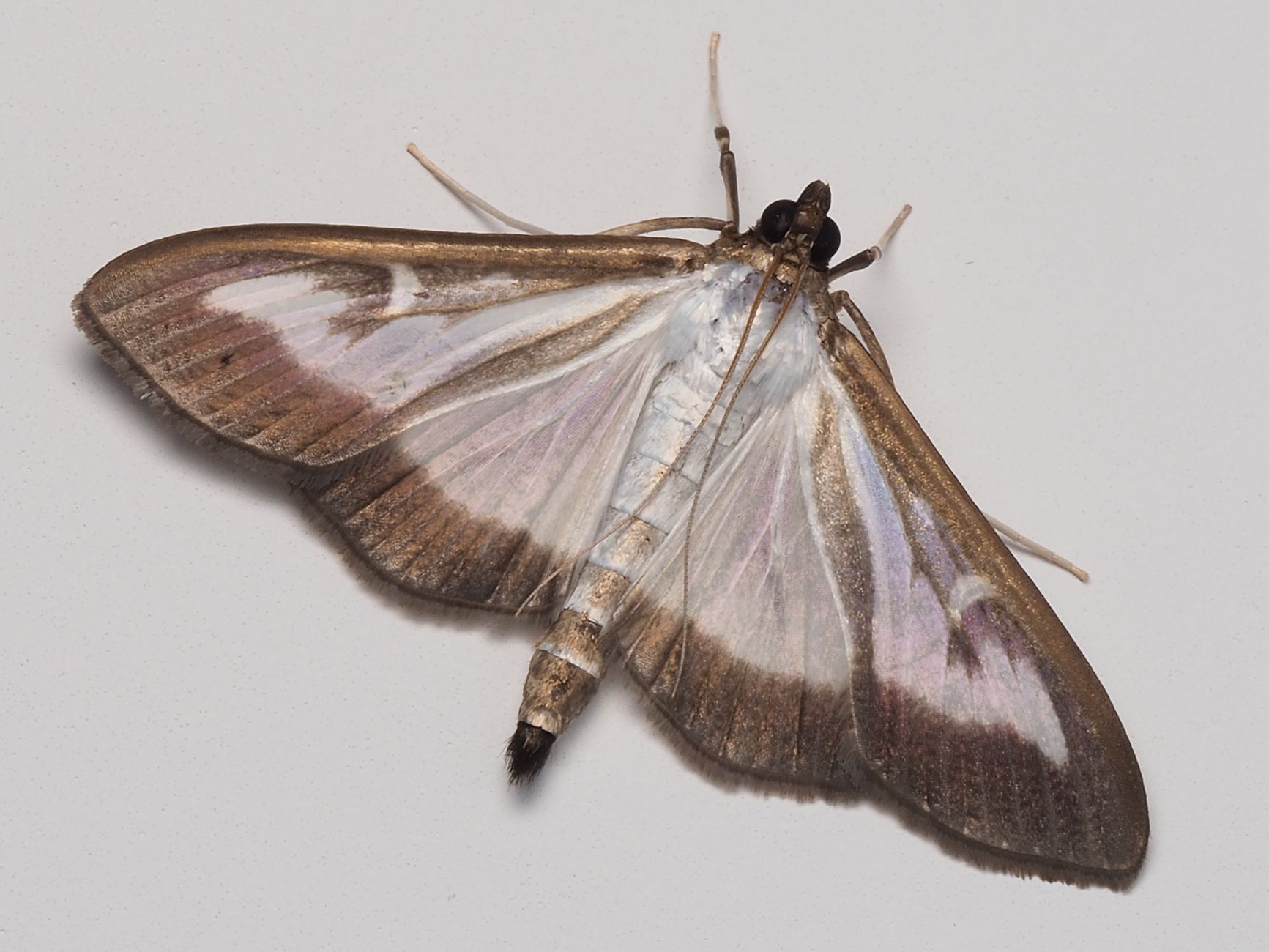 Box tree moth from Asia has spread across Ontario since first appearing in 2018