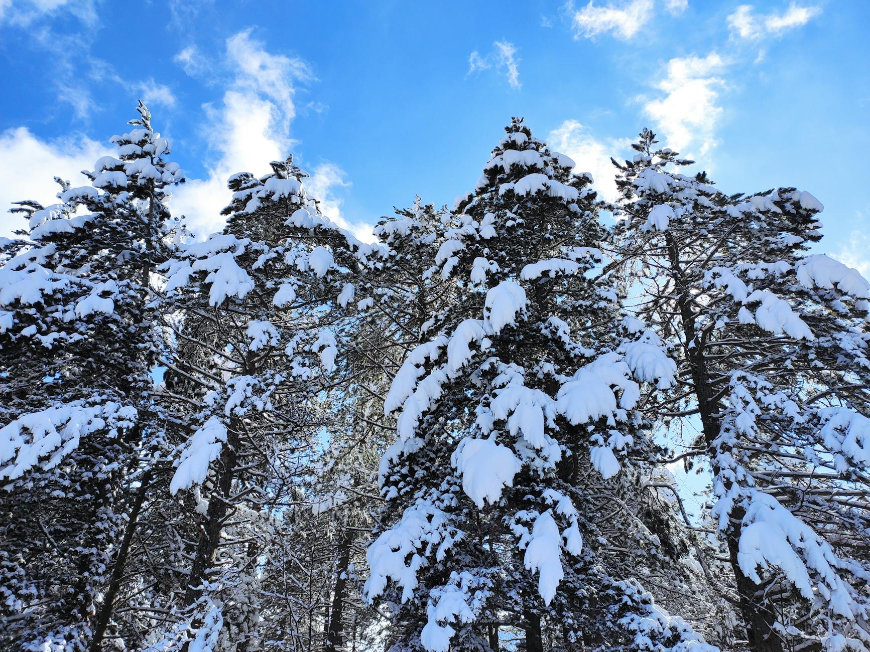 Mount Seymour planning major four-season expansion