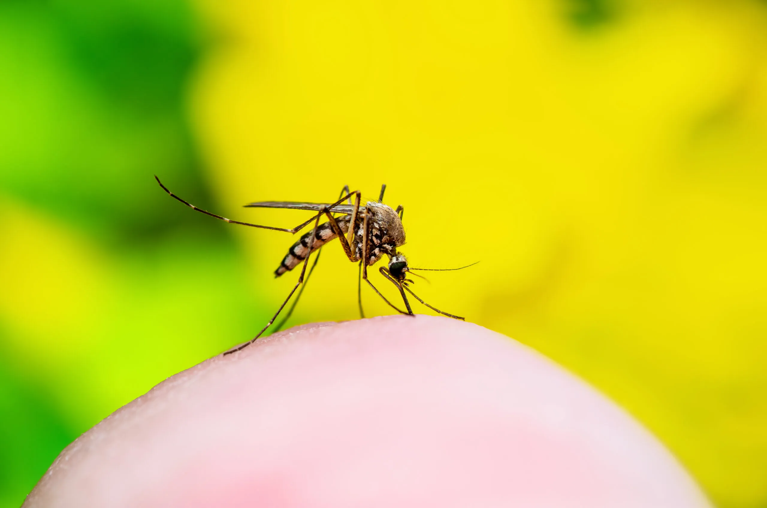 Climate change could double mosquito generations in B.C.