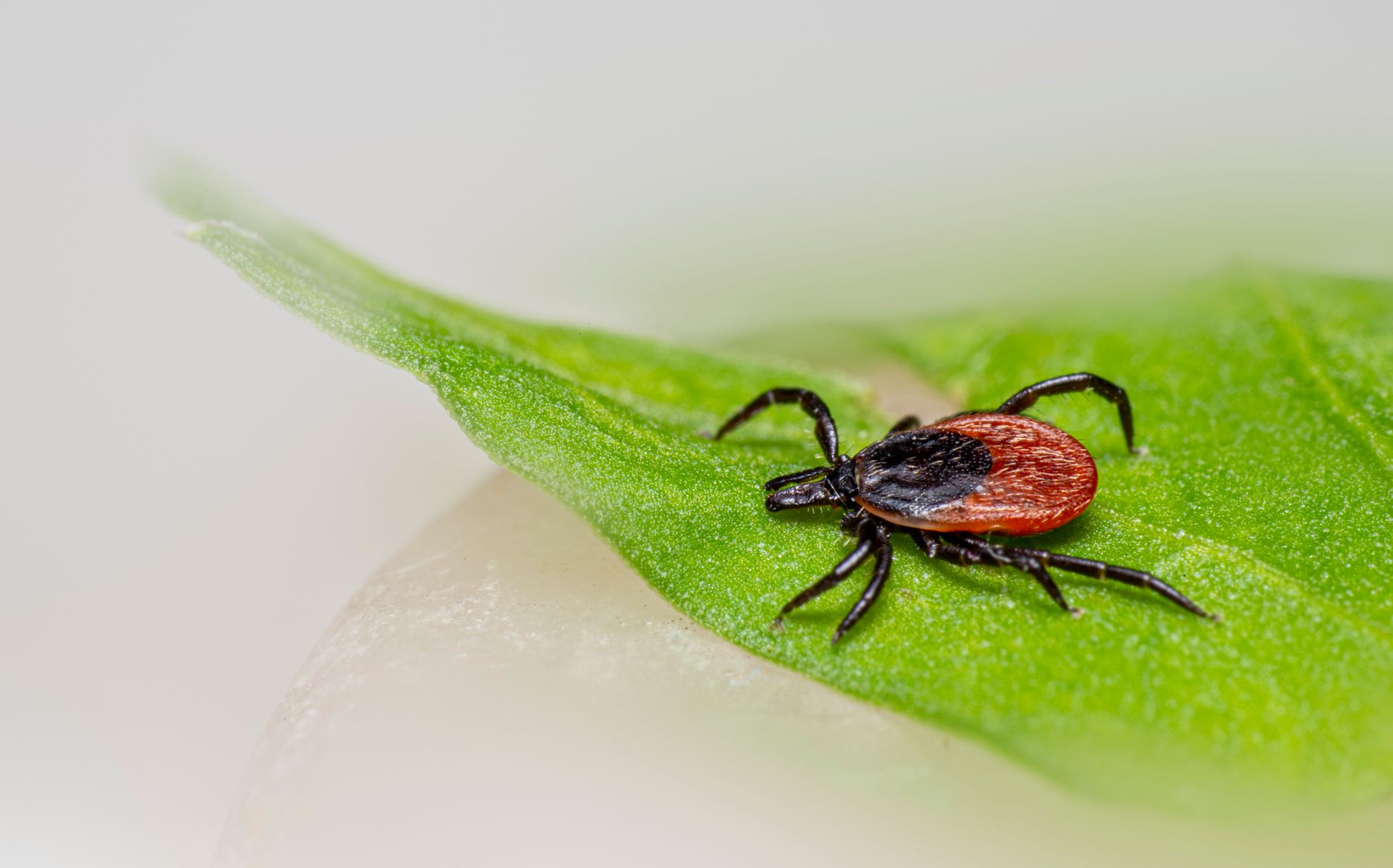 Intestinal parasite infections rising in Quebec as camping season peaks