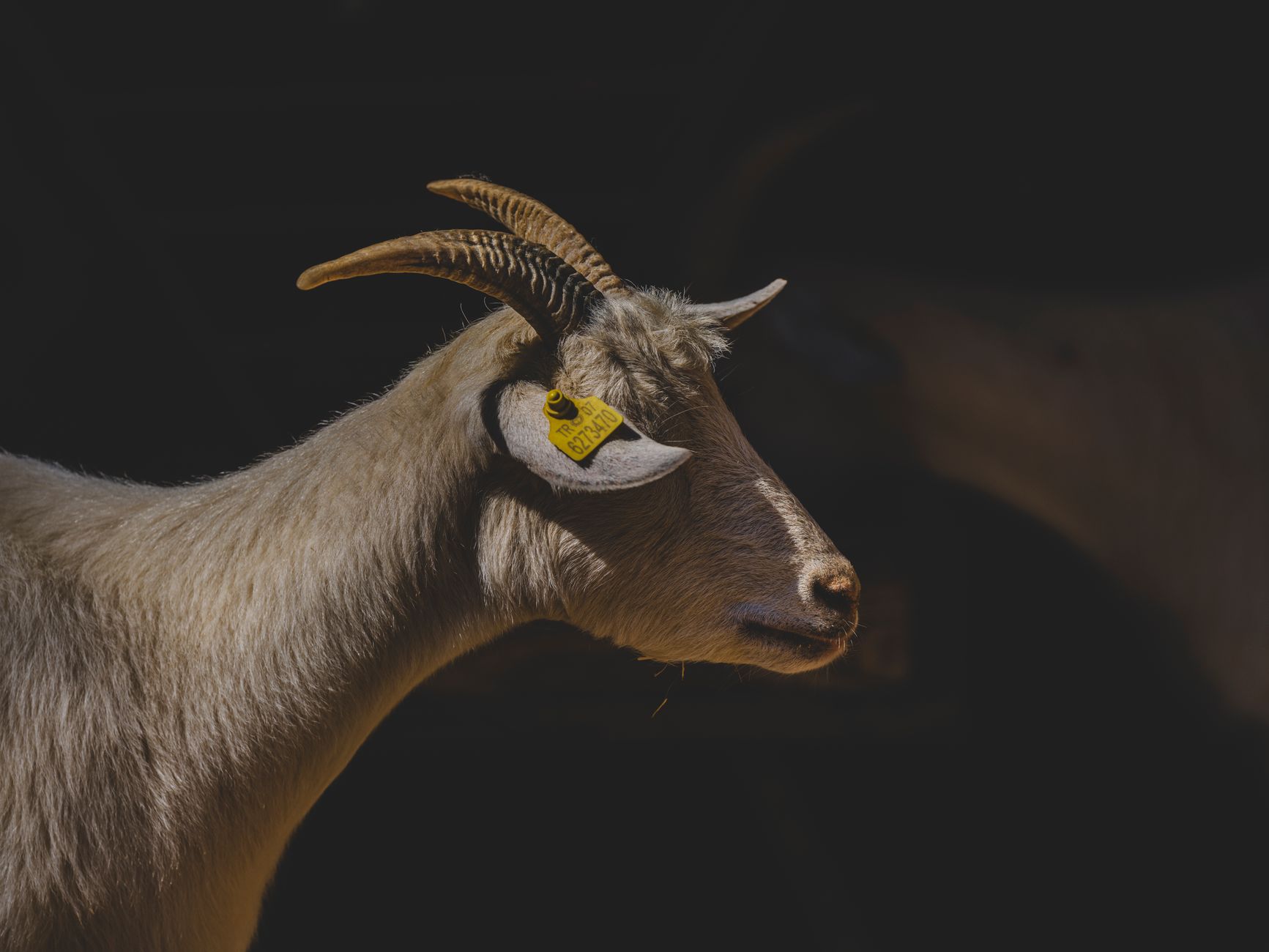 Niwa heads to Hazelmere Farm for a midsummer family-style feast on July 25
