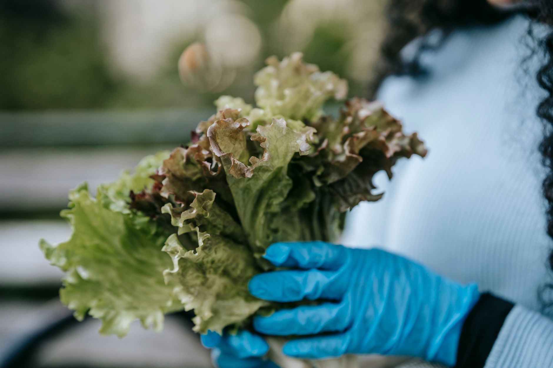 No Canadian cyclospora outbreak from U.S. tainted lettuce, CFIA confirms