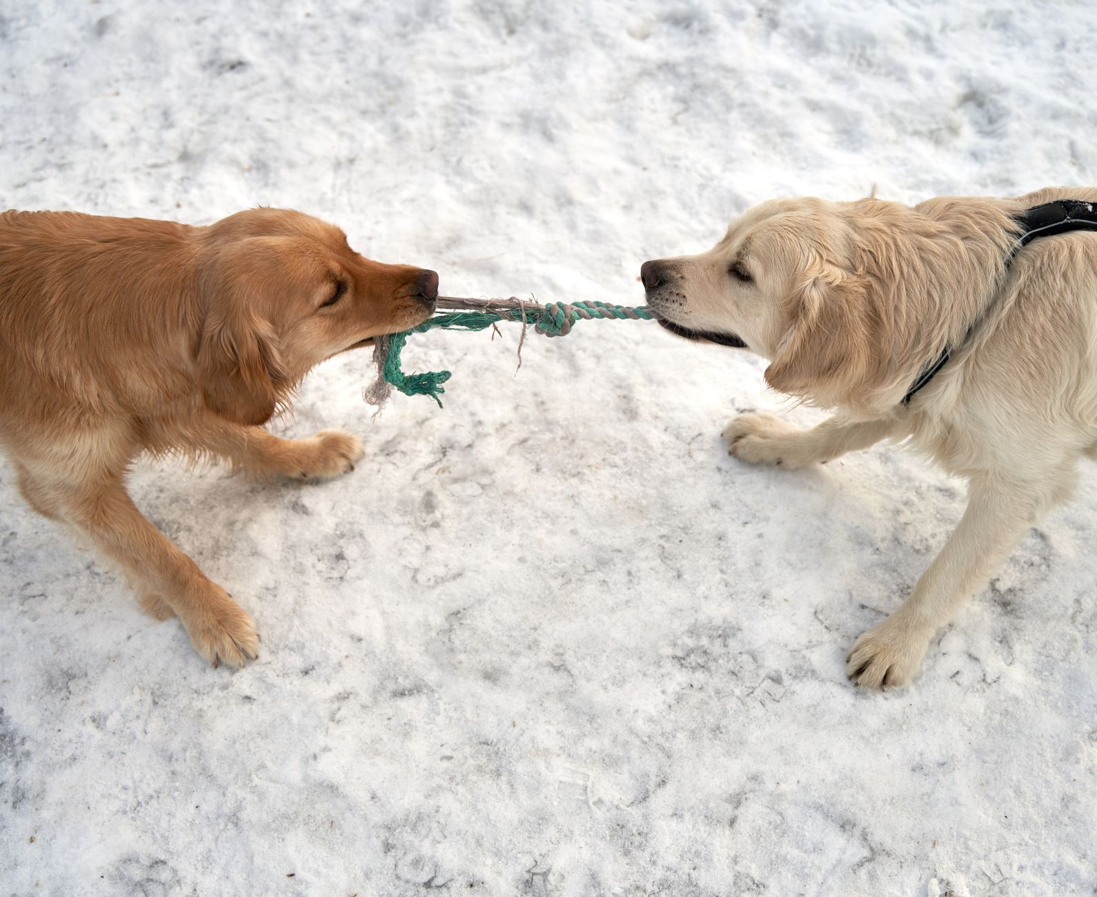 Labrador Retriever Helps Toronto Fight Invasive Species