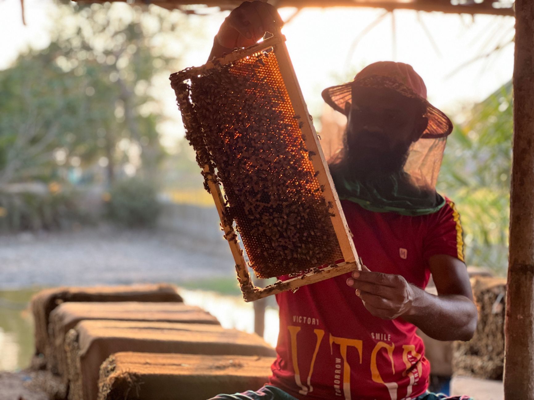 Calgary beekeepers aim to end reliance on imported queens
