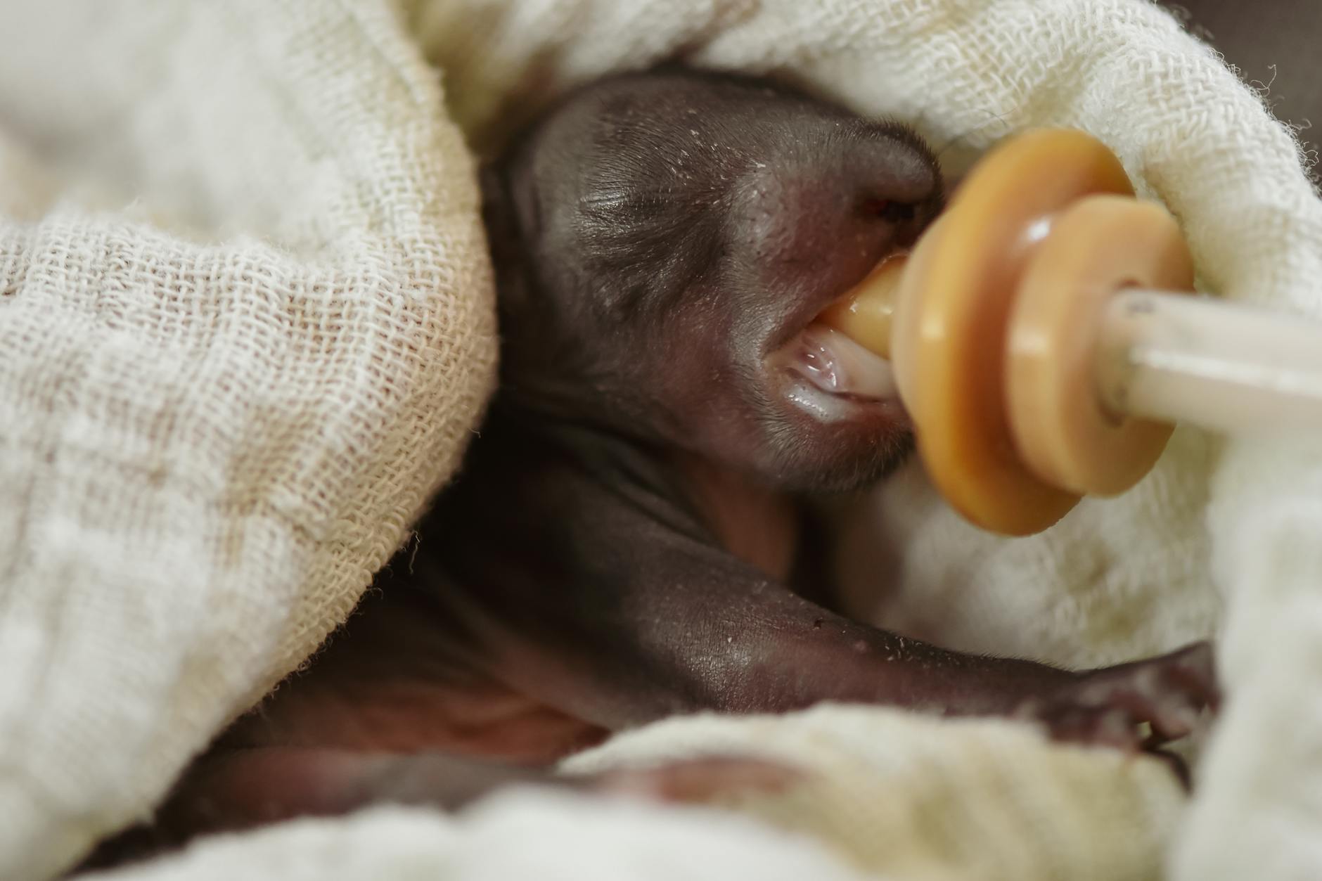 Baby season at Calgary Wildlife Rehabilitation Society