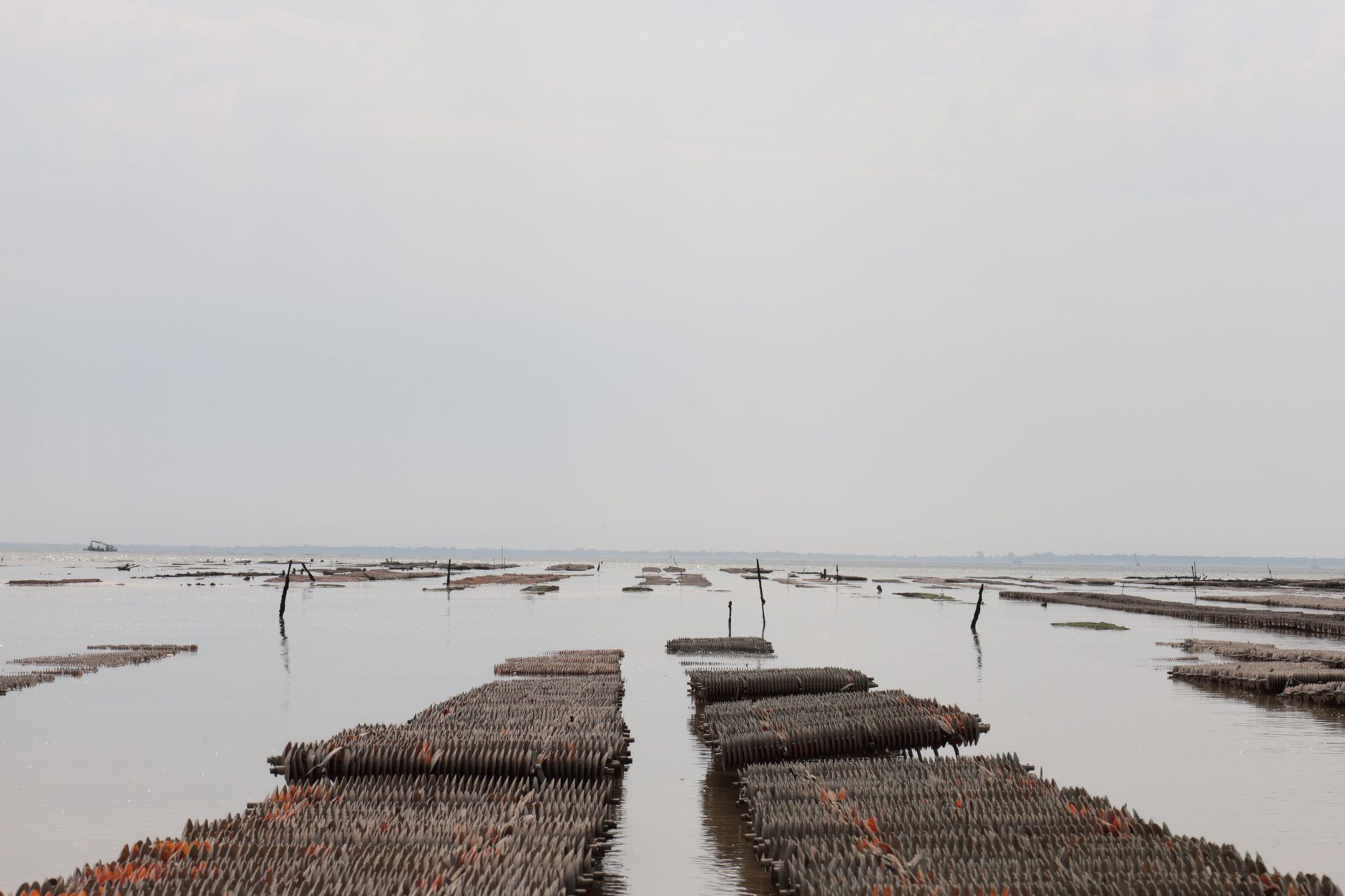 PEI oyster farms devastated by parasitic diseases