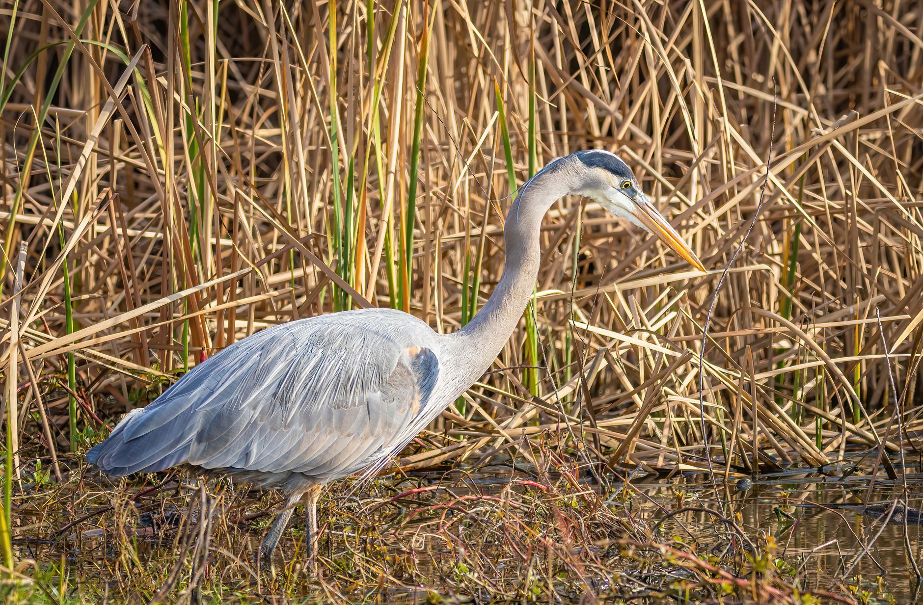 BC photographer captures rare moment of herons raised by eagle