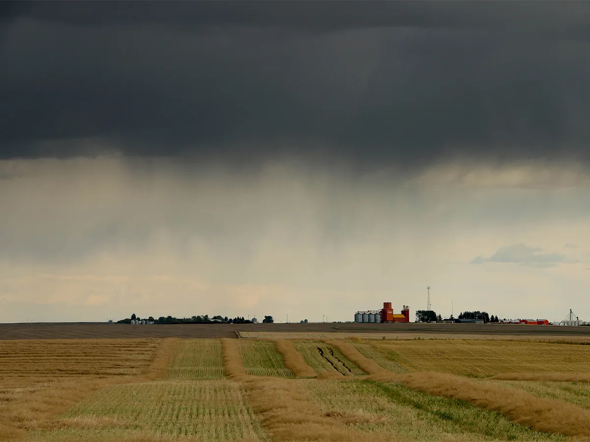 Southern Alberta farmers call heavy rain a 'million-dollar' relief