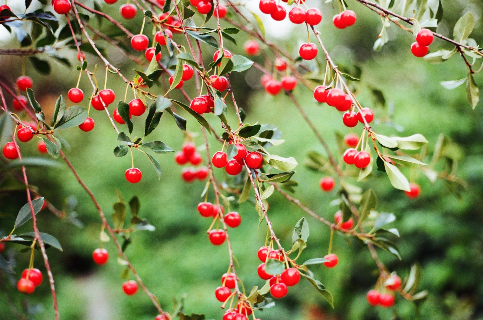 Ontario sour cherry crop devastated by spring frost, rain, and poor pollination