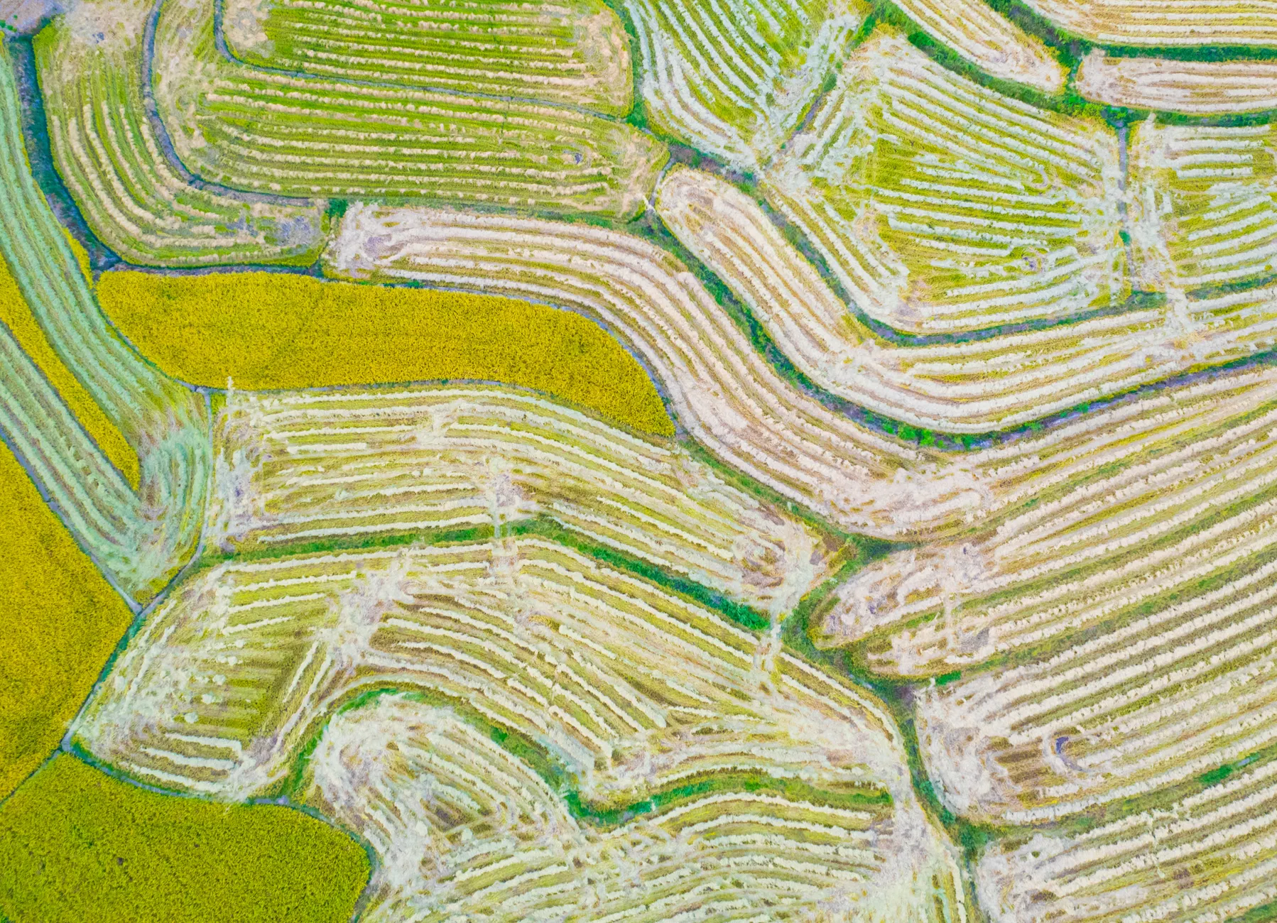 KPU Richmond students grow dryland rice to cut emissions