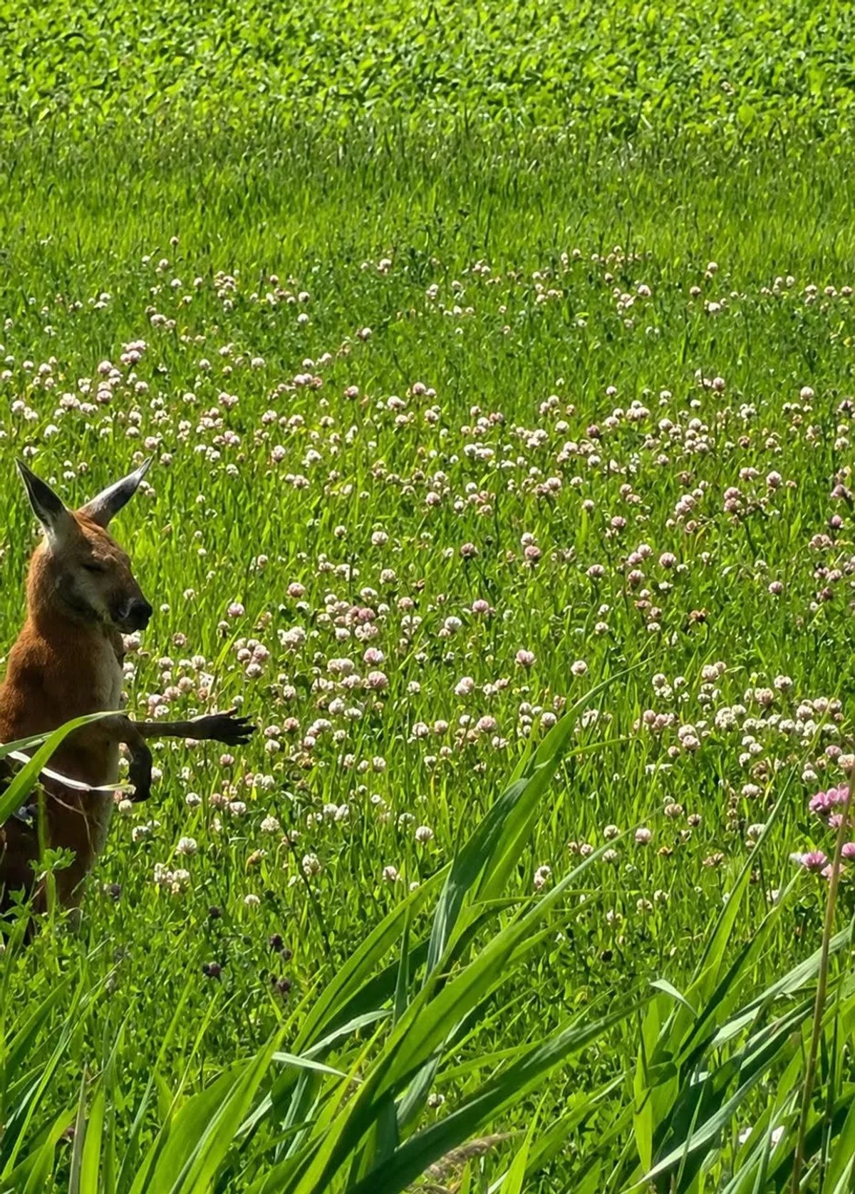 A marsupial has been hopping around the South Shore for days