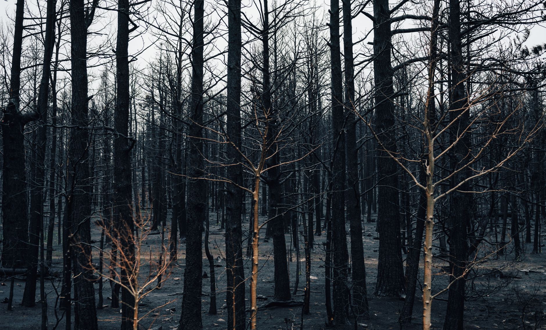 Jasper's wildfire recovery needs housing and mental health support