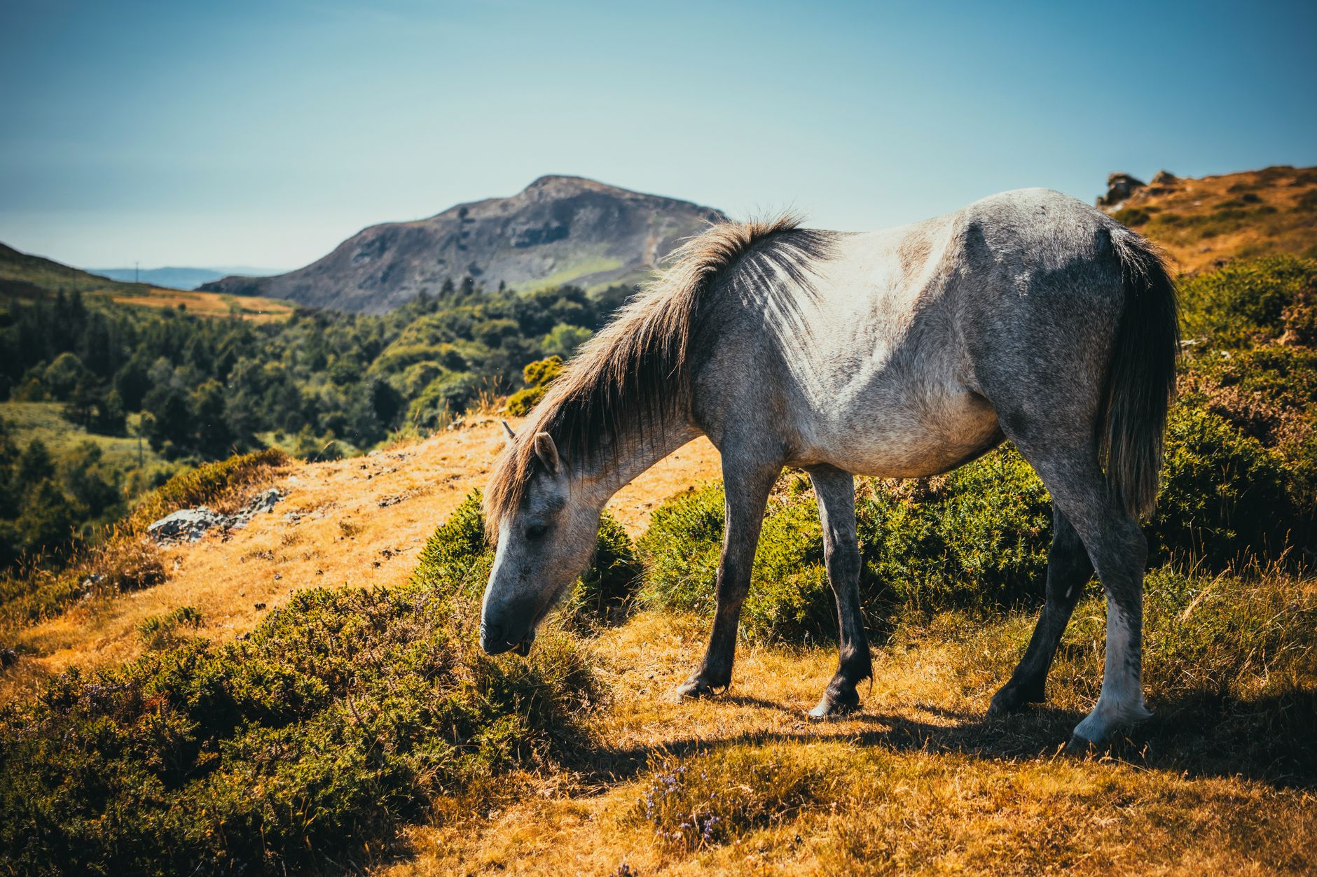 Reward climbs to $35,000 after Alberta wild horse Grey Hawk found shot near Caroline