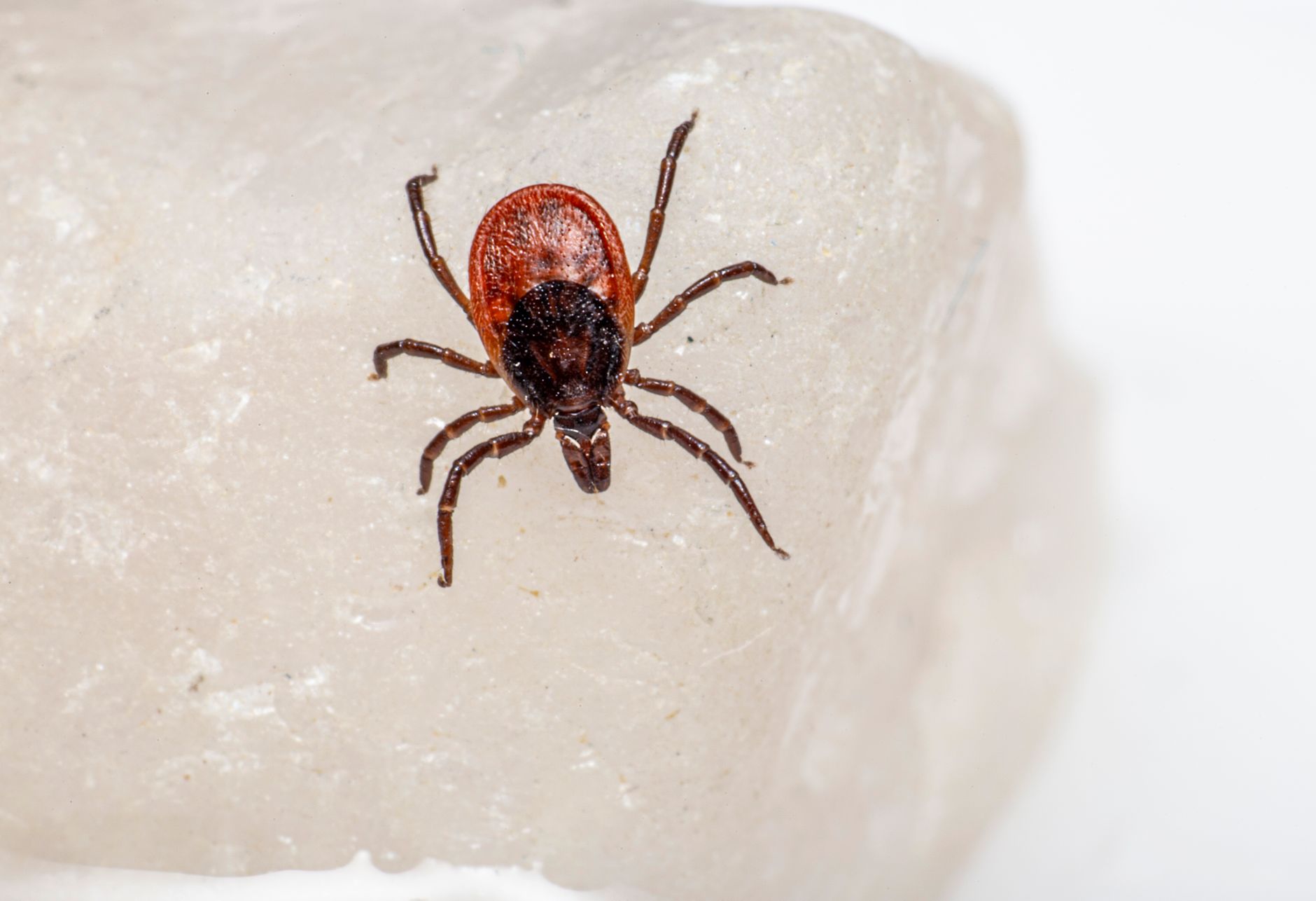 Six Albertans diagnosed with parasitic illness; province finds no U.S. outbreak link