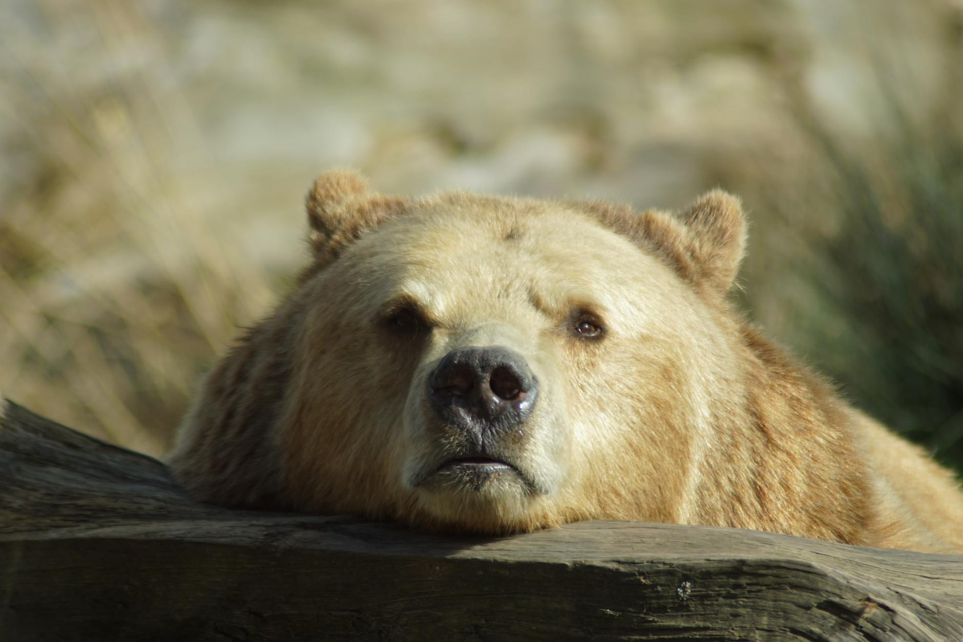 Bear that stalked Golden Ears Park put down