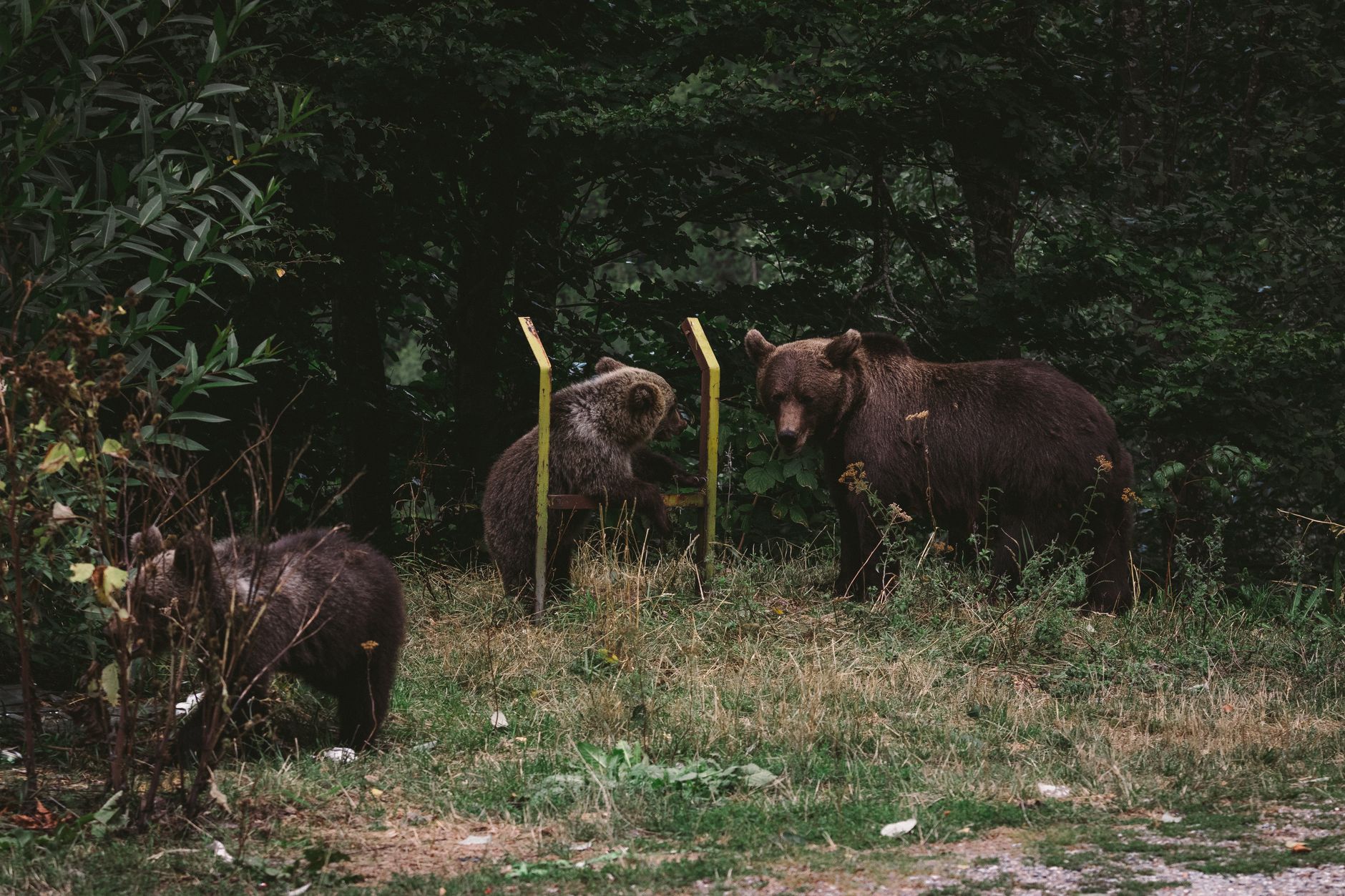 Black bear spotted multiple times in Fish Creek Park