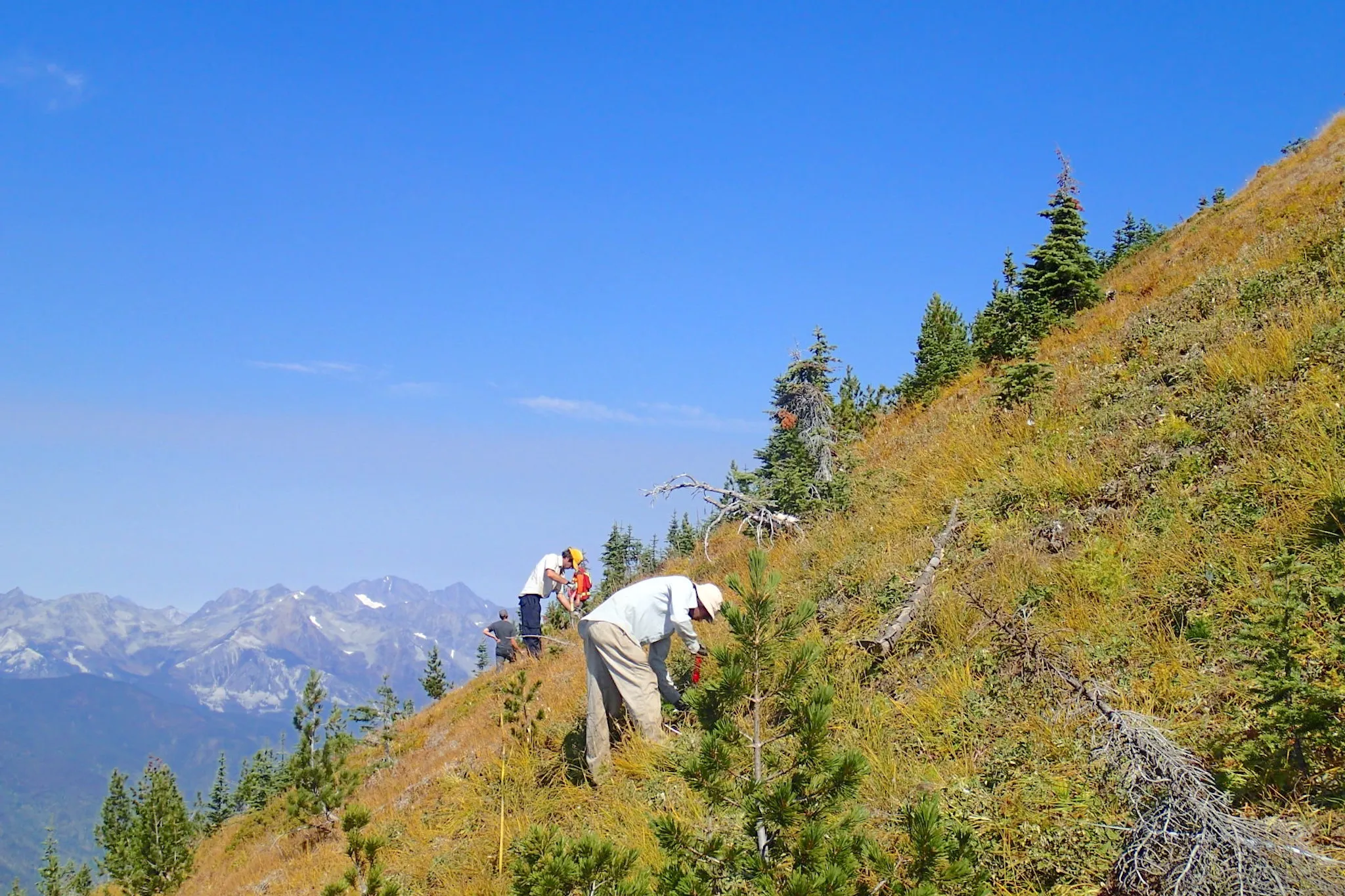 B.C. governments plant 125M trees in major reforestation push