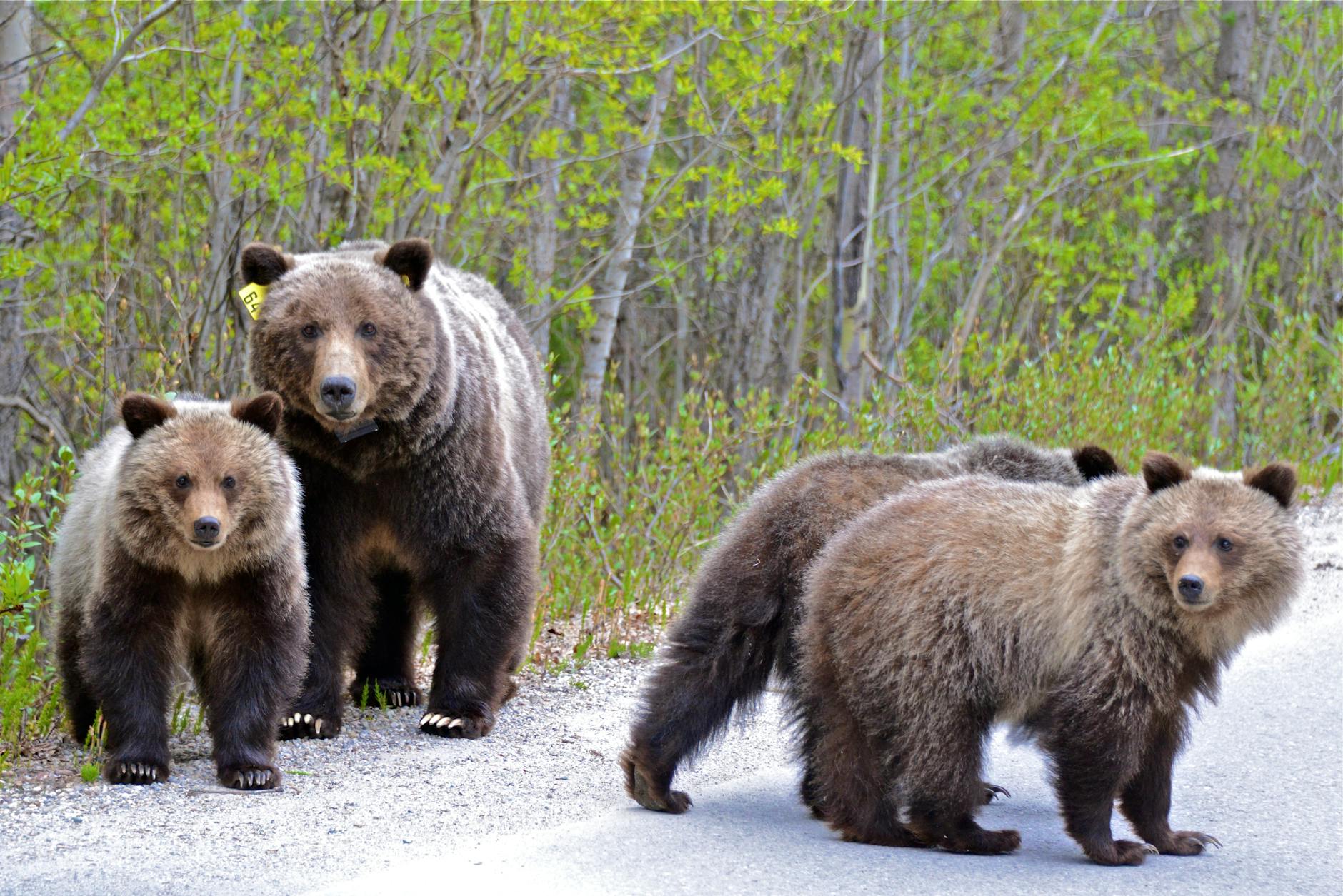 Parks Canada expanding grizzly bear tracking in Banff