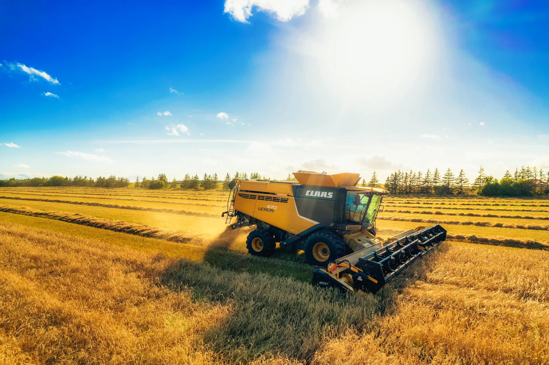 Alberta farmers face split harvest: central regions see 23% above average yields, northeast declares disaster