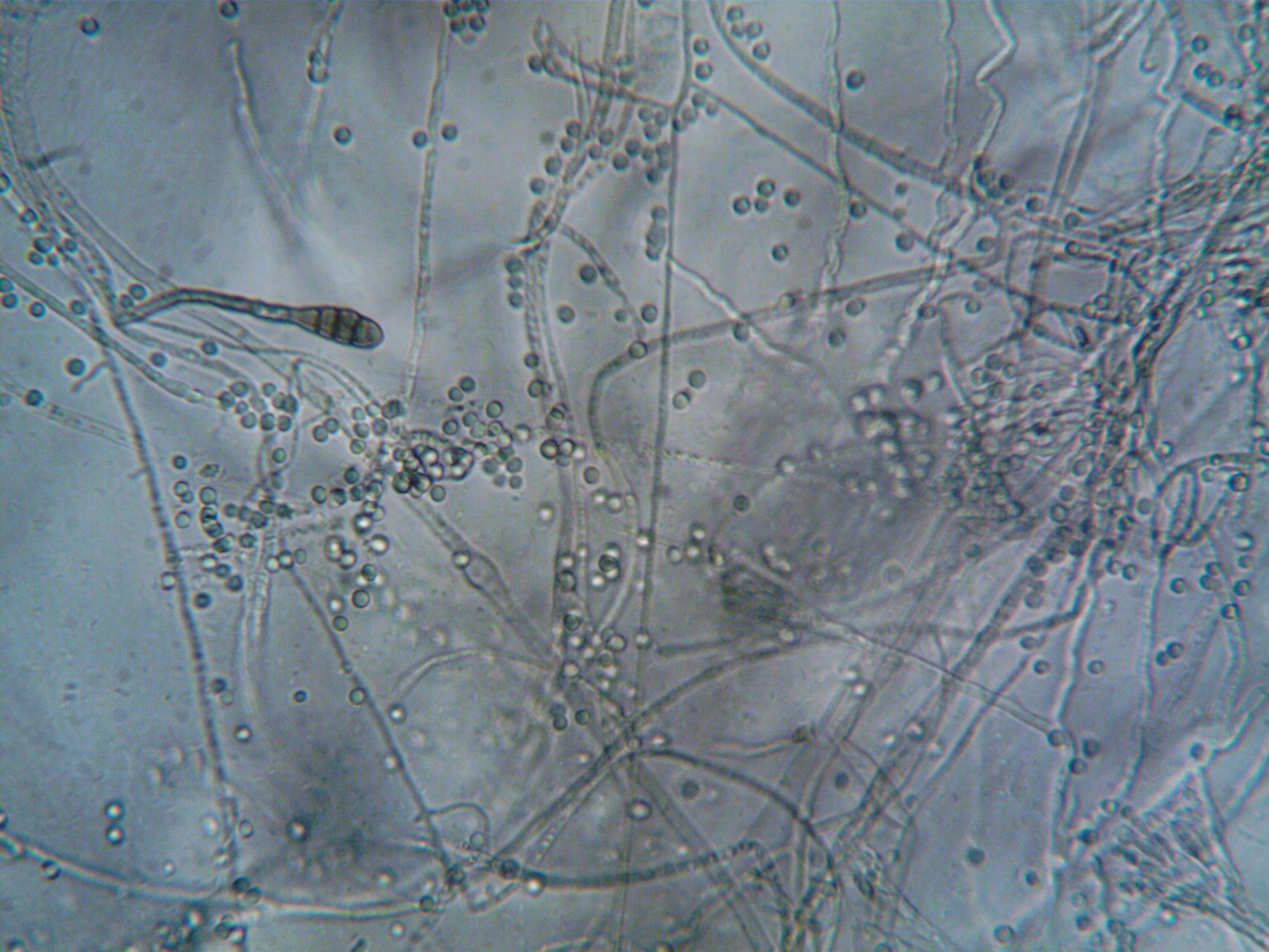 B.C. researchers explore wild yeast to help struggling craft breweries reduce hop imports