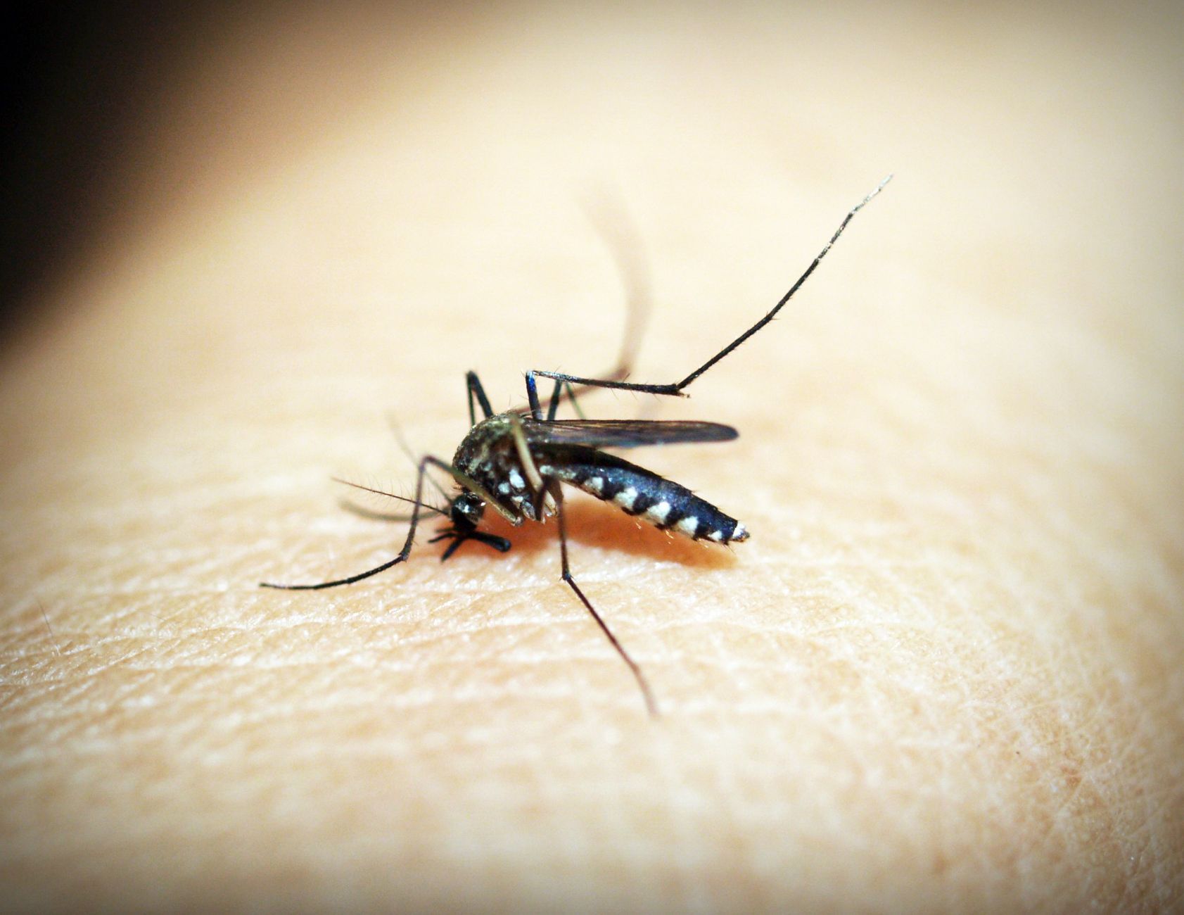 Mosquito bite reactions sending Edmonton kids to emergency rooms this summer