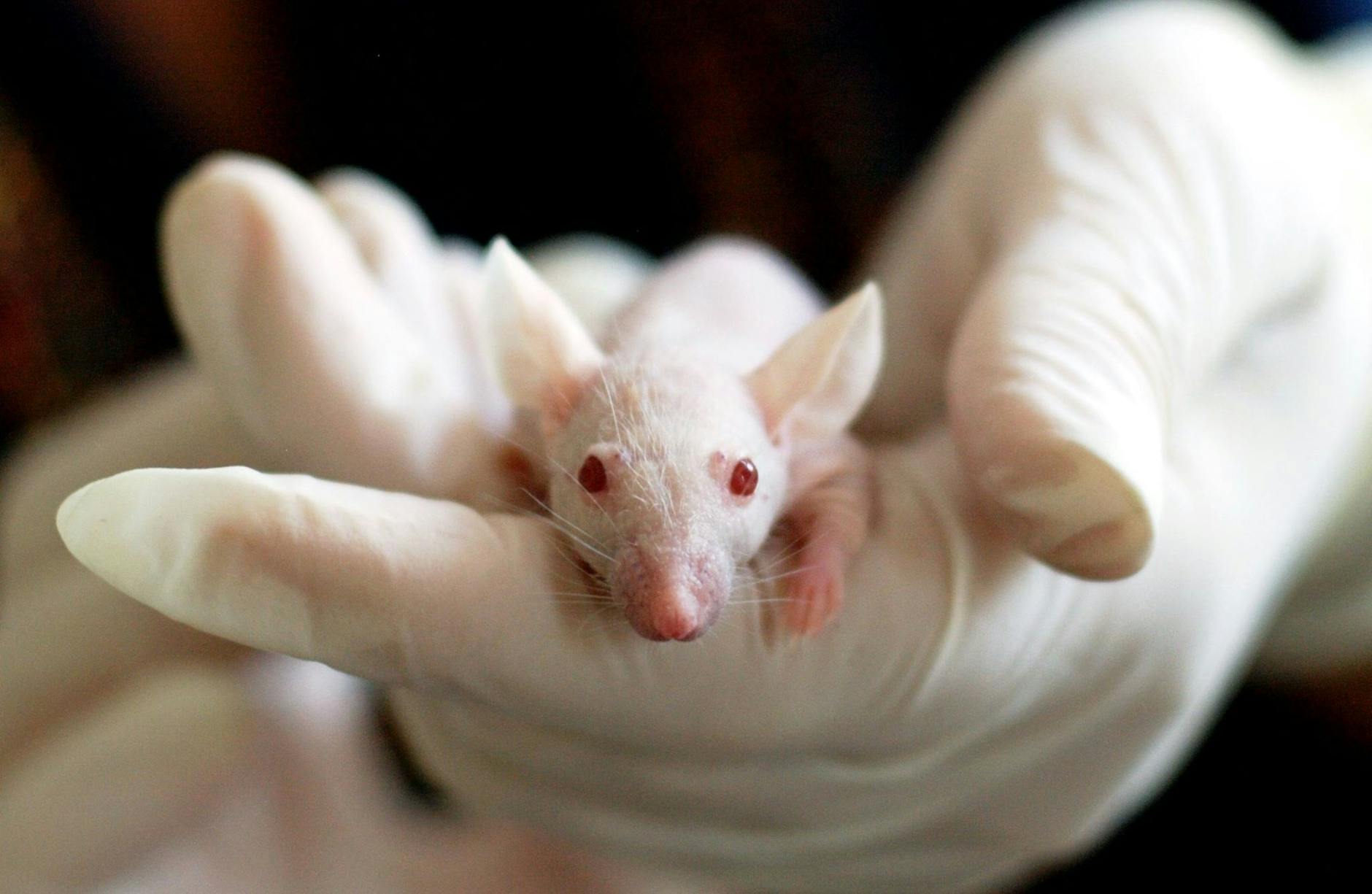 Quebec research community commits to transparency on animal testing