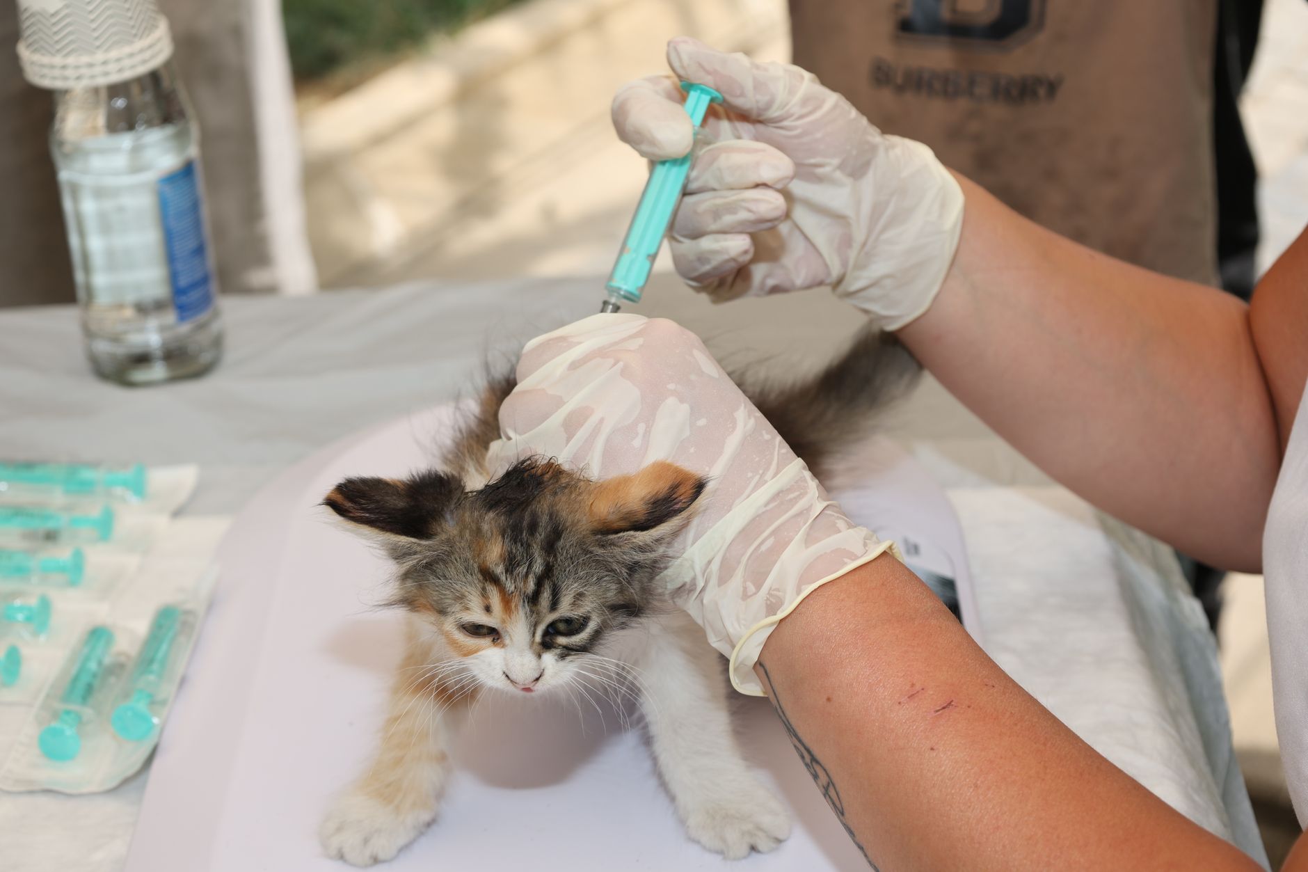 Ontario announces rabies vaccine bait drop program from July 20 through mid-September